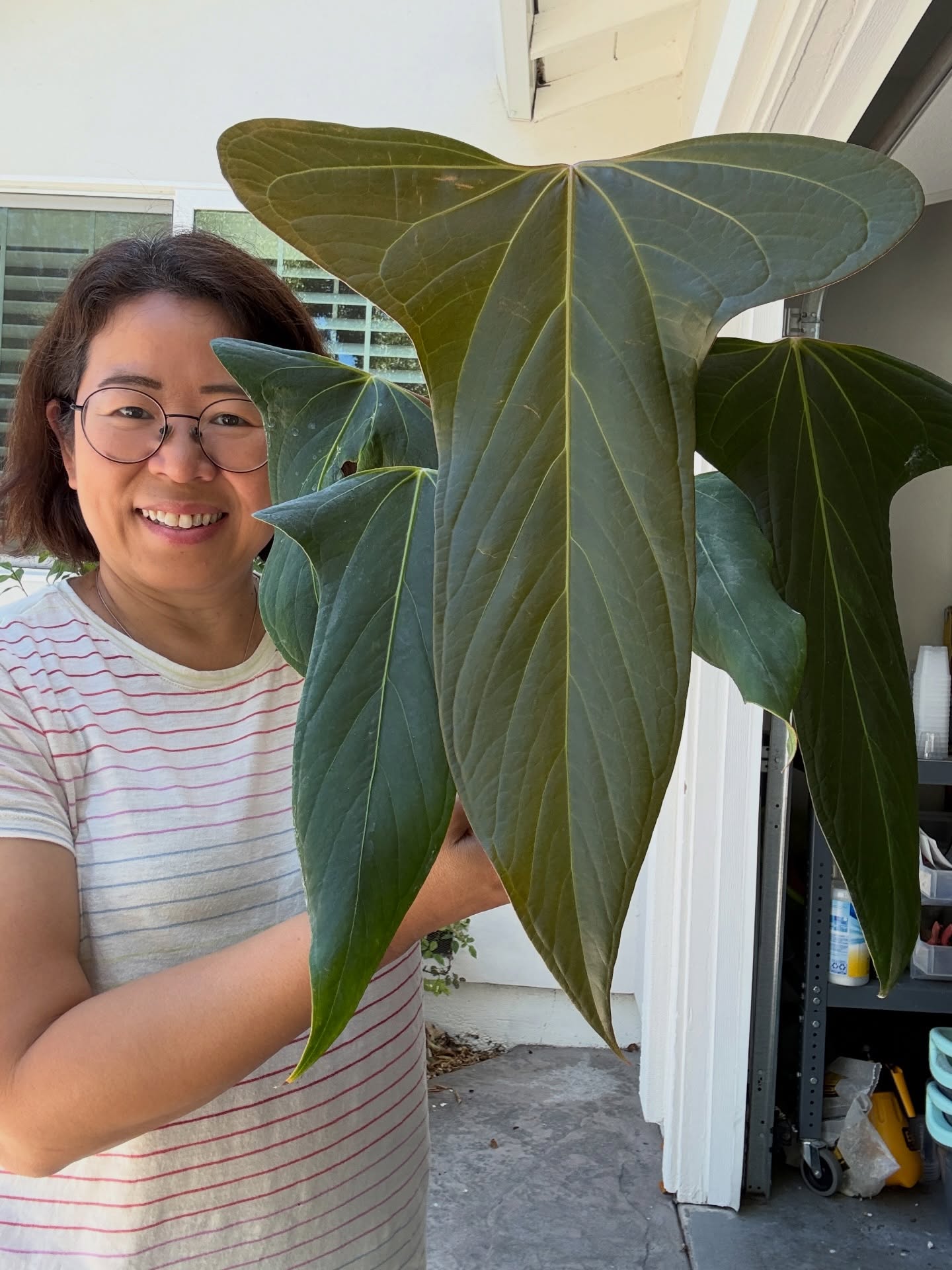 Introducing… the true VIPs in my life. 🌿😂
Yes, I may own these plants…
But let’s be honest—they own me IRL.
My schedule? Based on watering.
My vacations? Planned around plant care.
My budget? We don’t talk about that. 🤣
Would I change a thing?
Absolutely not.
Watching these plants grow has brought me so much joy, peace, and excitement. Every new leaf still feels like Christmas morning.
Here’s a few of my favorites. 💚
- first slide: Port Dorito x Rotundatum
- second slide: Domino Veitchii x crystal silver blush
- third slide: KoS x Warocqueanum
- fourth slide: Tezula Purple Crystal
Which one would you “accidentally” sneak into your car if you visited? 😜
#indoorjungle #anthuriumaddict #plantlife #myliferunsonplants #haveplantswilltravel