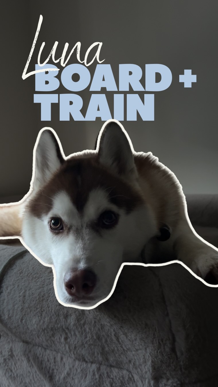Yesterday was my official day 1 with Luna. She is here for a little staycation and to learn some basic boundaries.
People ask “what do you do on a board and train?”
And the answer is always “depends on the dog.”
The first thing I’ve noticed with Luna is that she needs to learn to give me space when I have food, leash pressure and door manners.
Once those basics are established we can move on to other training.
#husky #boardandtrain #foundationtraining