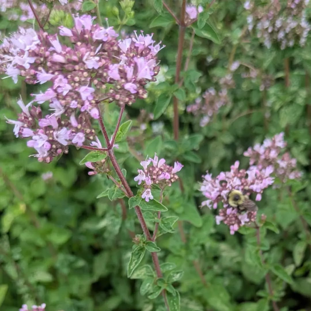 I hope bees getting pollen from an oregano plant have the same immune boost that humans do. ππ