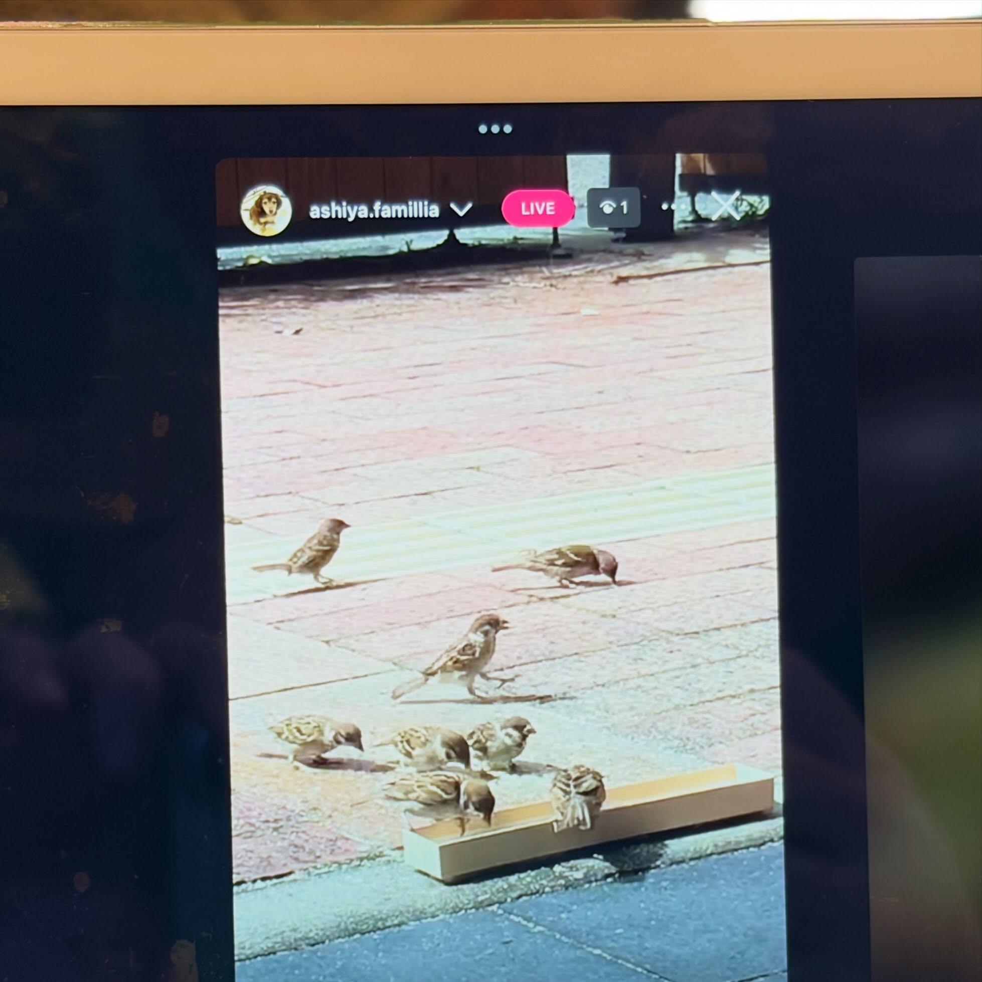 チュンチュンくんのご飯テーブルを新装、ライブカメラ(インスタライブ)も設置したよ。
.
.
#芦屋ファミリア #トム店長 #ペットフード #オーガニック