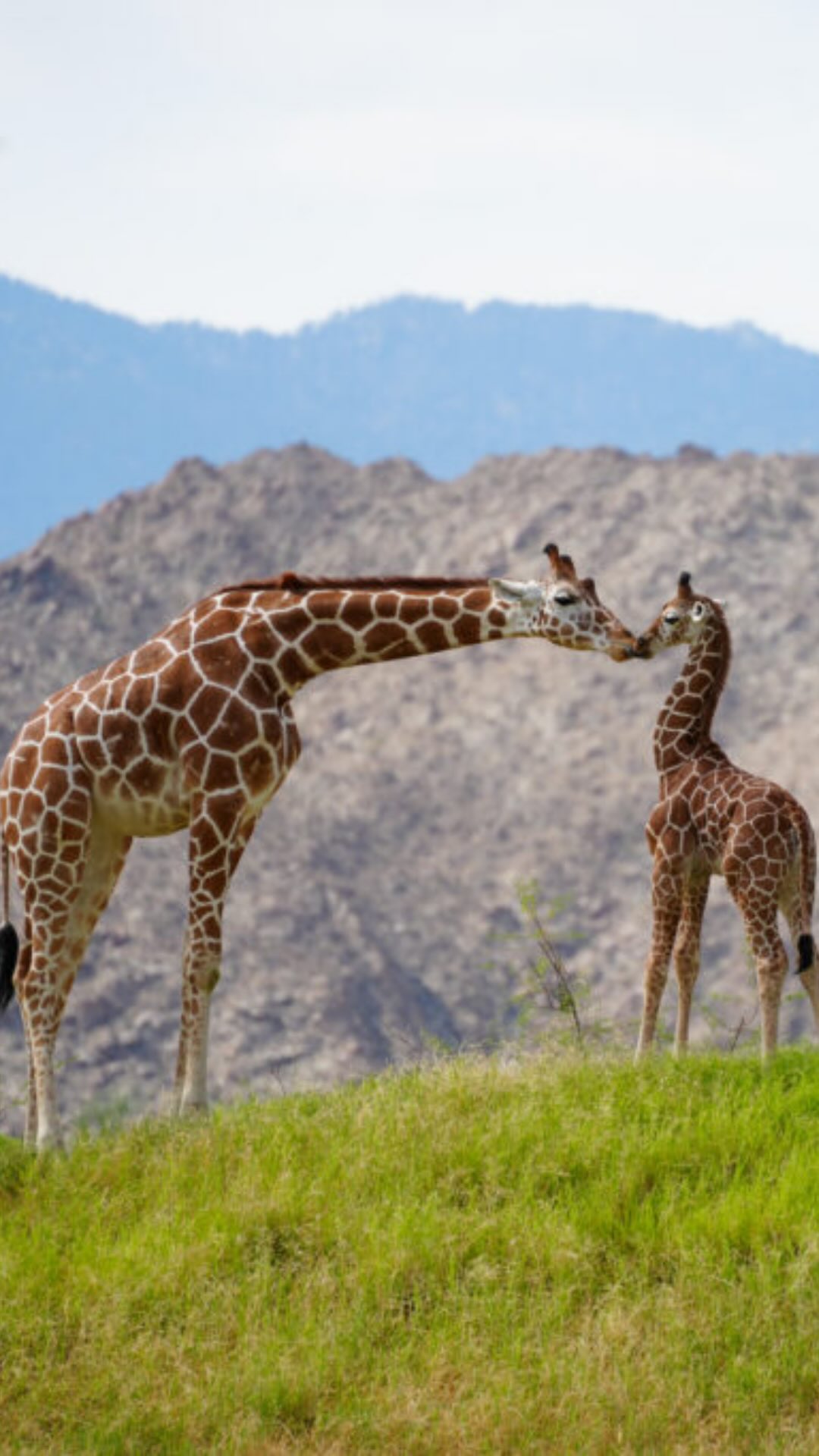 Here’s what’s happening around the Coachella Valley this week. Find a full list of events over on my blog.
#PalmSprings #CoachellaValley #GreaterPalmSprings #JermaineAntonio #PalmSpringsLife