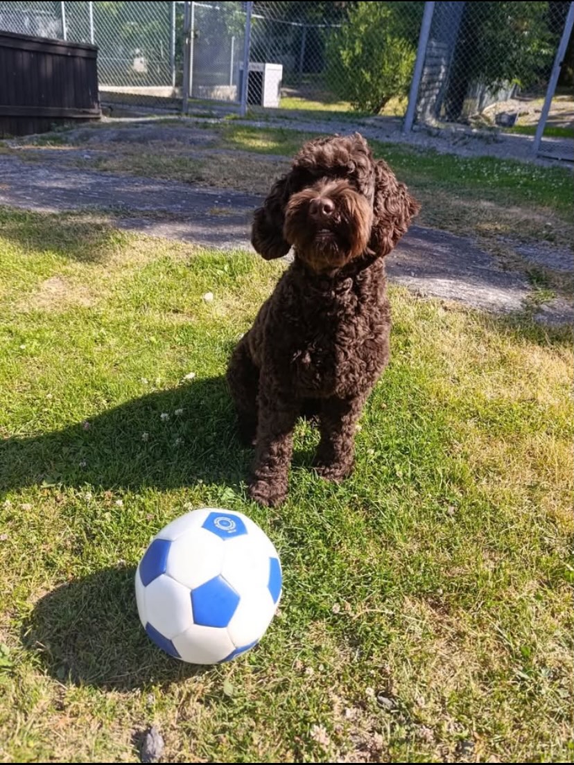 Vi er klare for fotballkamp i kveld, er dere?🐶🇳🇴🏴