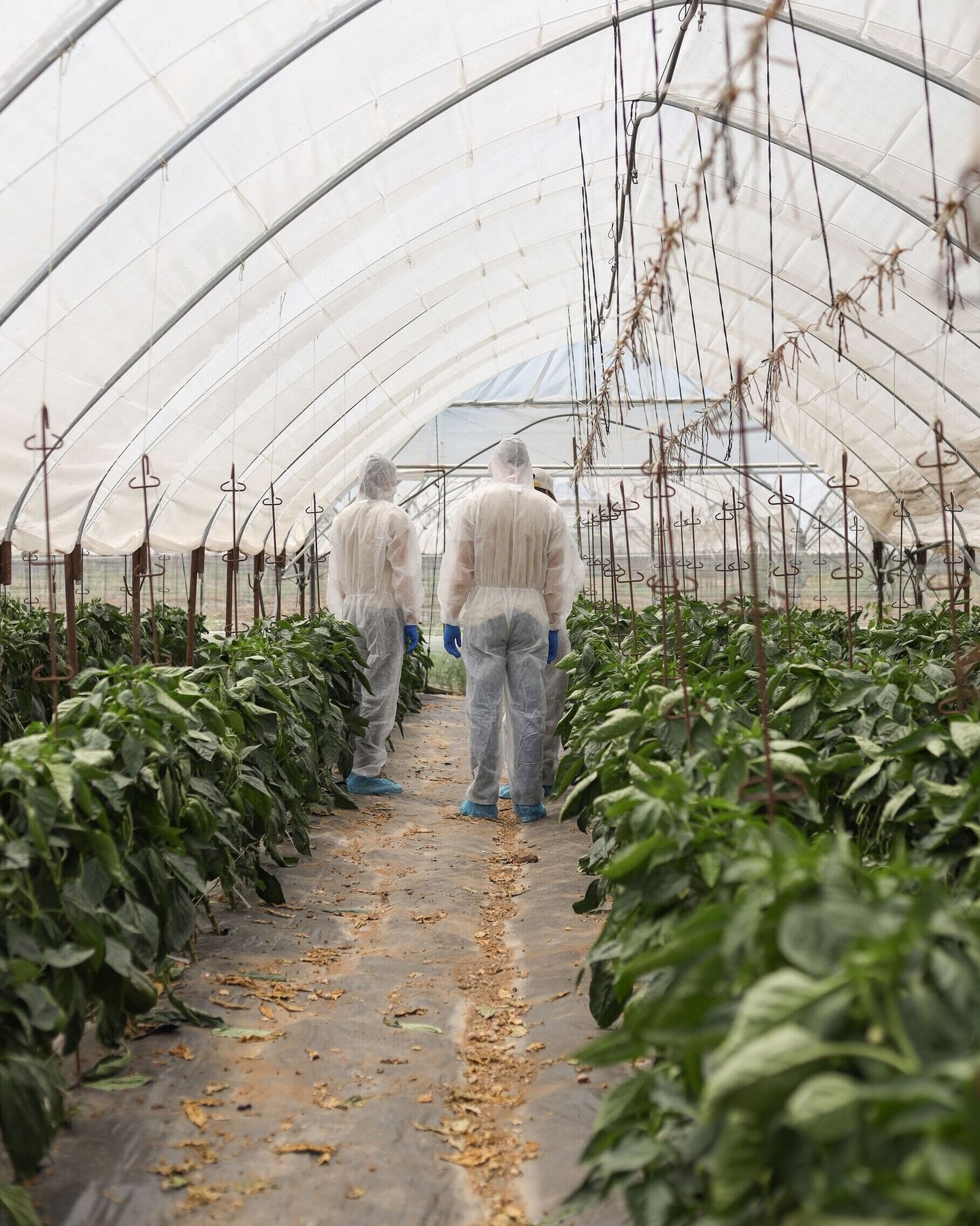 Questo è il nostro lavoro 🌿 Seguire i clienti lungo l’intero ciclo colturale 🌱🚜 Con consulenza continua, assistenza tecnica e supporto diretto in campo 👨🌾📊🌶️
#intactsolutions #zeroresidue #highperformingcrops