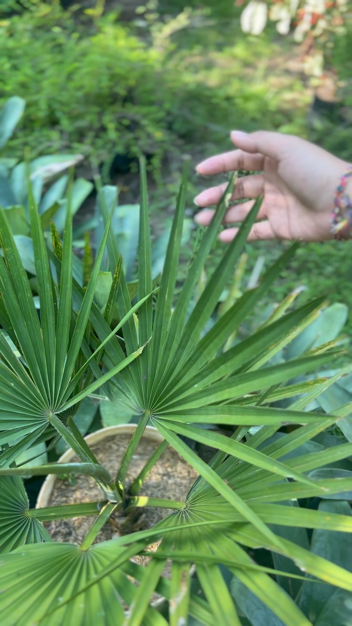 Find your calm among the leaves🍃
#indotropicalplant #tropicalplants #plants #plantnursery