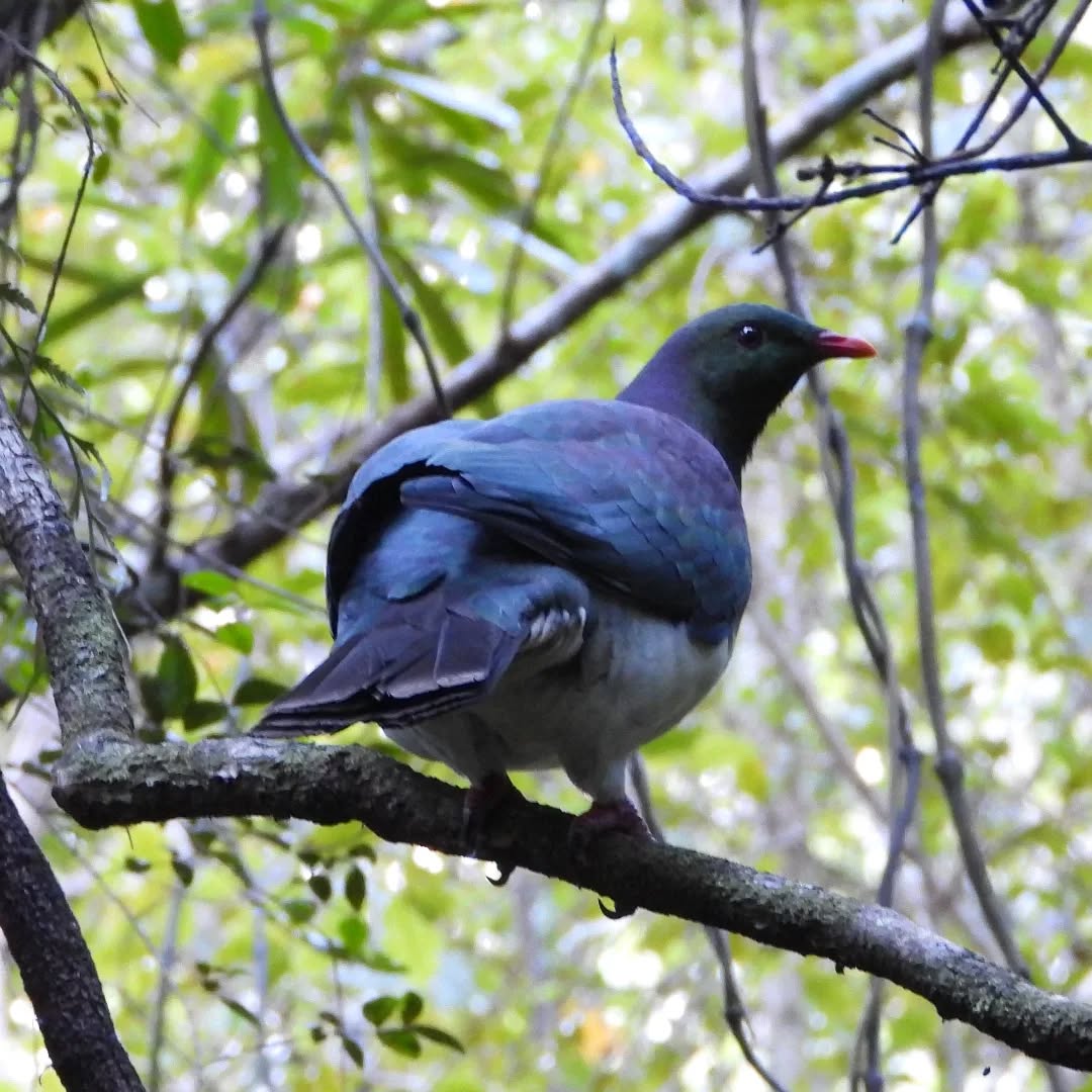 Kereru in the forest
#kereru #woodpigeon #hemiphaganovaeseelandiae