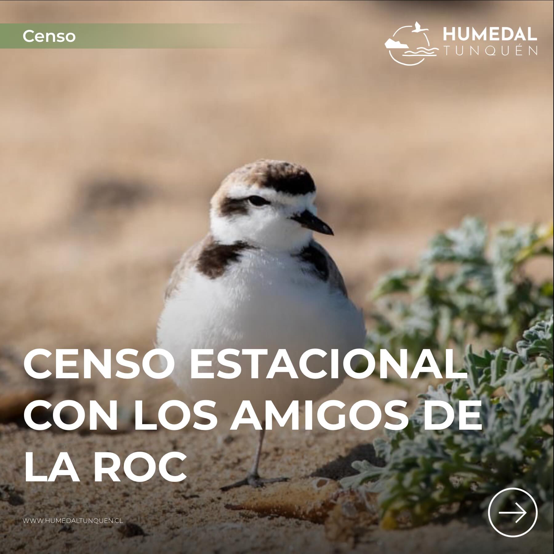 Hoy damos un nuevo paso por la conservación: ya somos socios de la ROC. En el marco de esta alianza, realizamos junto a su equipo un censo estacional de aves marinas y del humedal, registrando 70 especies, entre ellas el chorlito nevado que vemos en esta imagen.
Cada registro nos ayuda a conocer, valorar y proteger la biodiversidad de este ecosistema.
Agradecimientos a Carlos y Rodrigo de la ROC por su trabajo y conocimiento @cisnecoscoroba