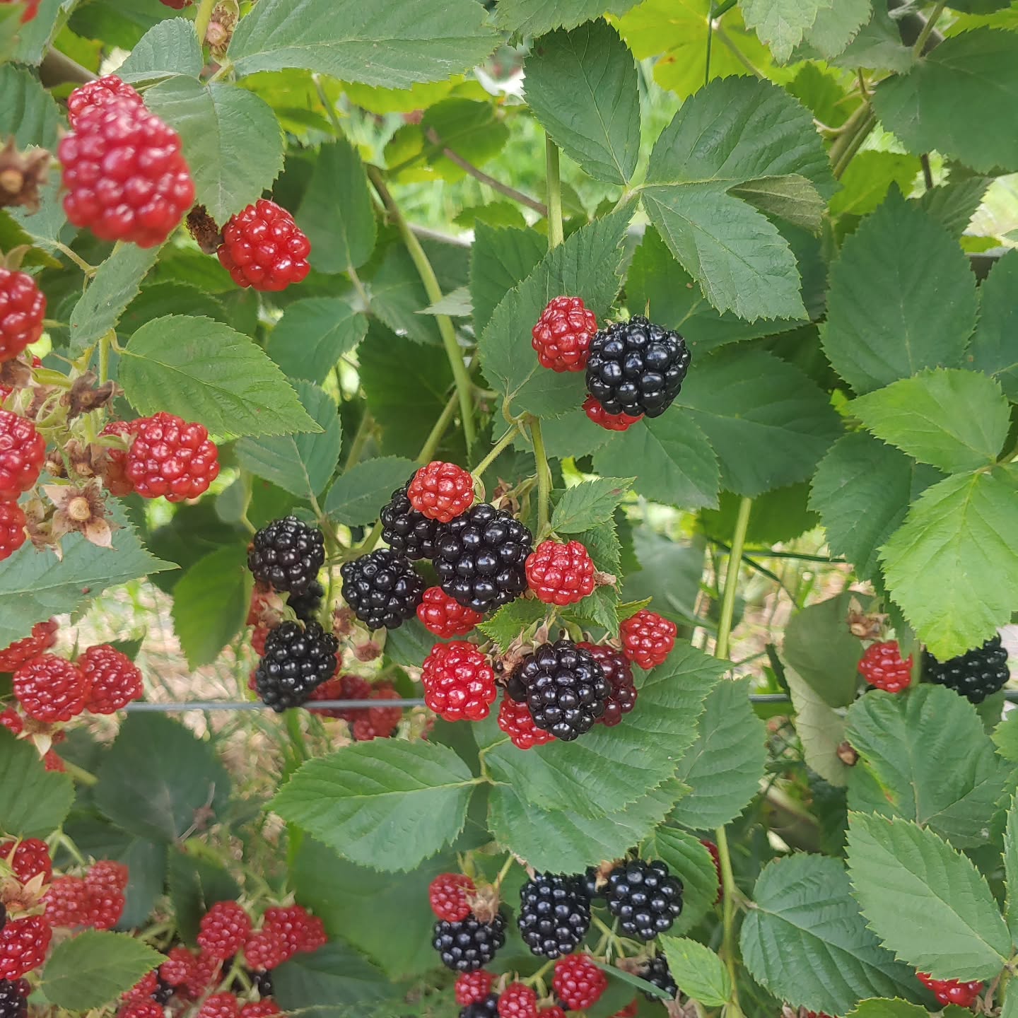 It's blackberry season! To pick your own, please call Mike to schedule at 614.563.8453. After July 19th, you can schedule a picking time by calling Cathy at 937.232.7525. Blackberries are $6.50/ pound, and pre-picked blackberries are $14 per quart.
The raspberry season is totally concluded. We no longer have any raspberries to pick or purchase.
We will have delicious sweet corn and freestone peaches soon! Stay tuned!