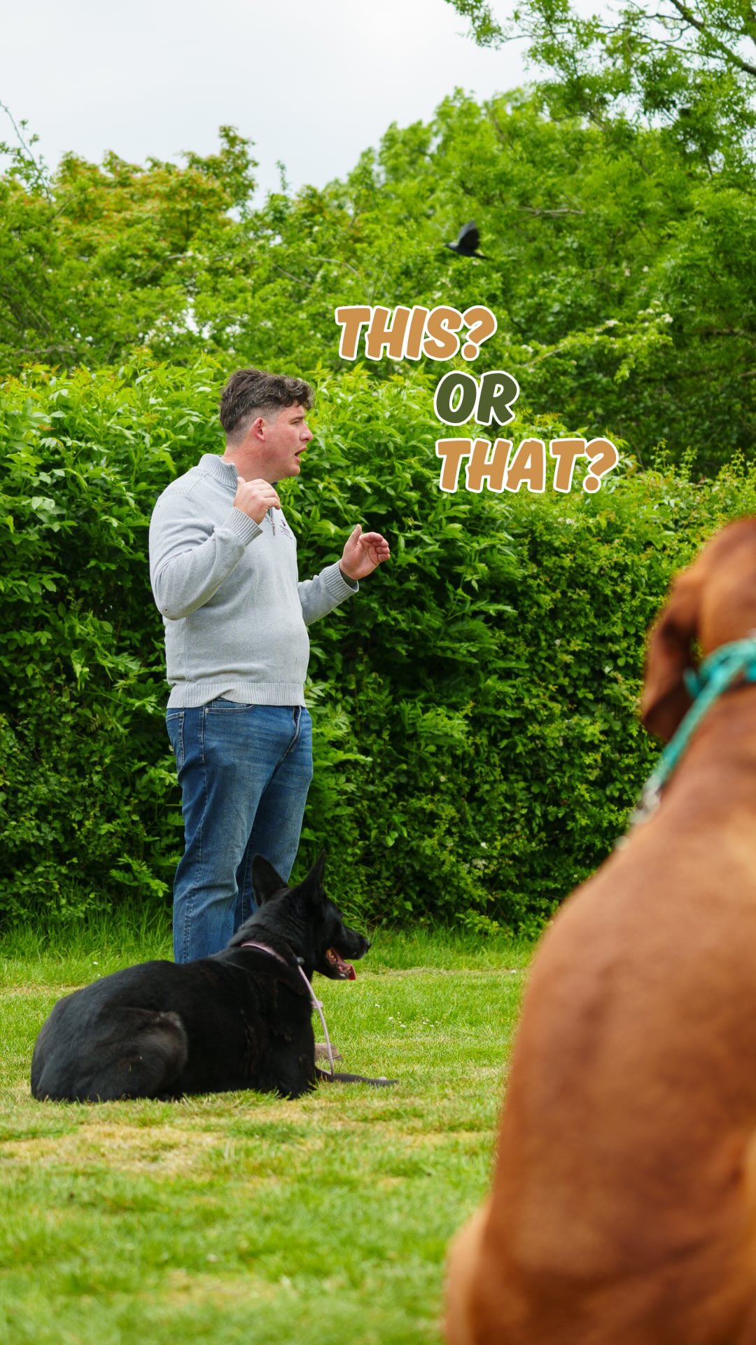 Let’s play a game - this or that?!
Pick yours or your dogs favourite and let us know in the comments below!
🎥 @showcasedogs
Holisitchounds_uk
📩 hello@holistichounds.uk
📞 07591576330