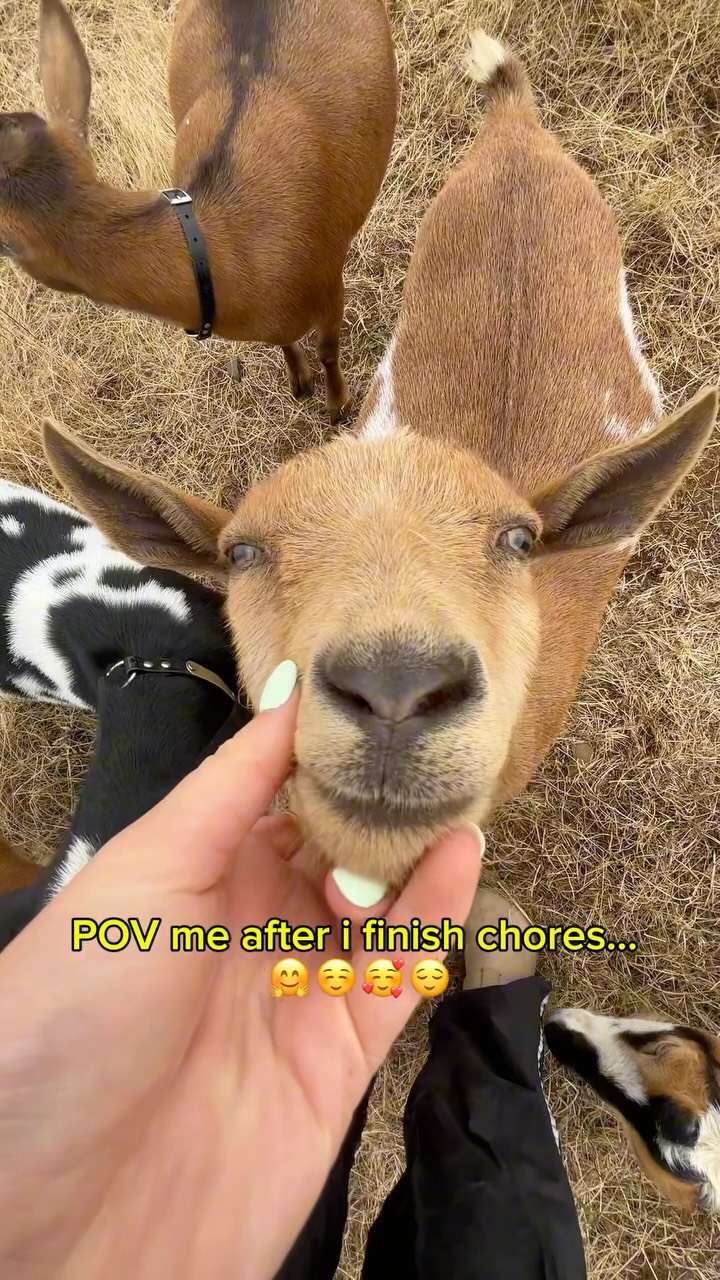 Me every time I have free time… goat cuddles!! 🥰
#farm #nigeriandwarfgoats #babygoats #homestead #farmlife