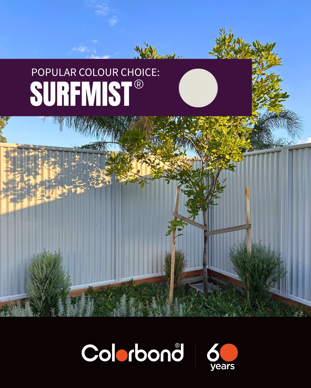 A little spotlight on one of the most popular colour choices with our customers: Surfmist 🤍
Fresh, clean and classic, it pairs beautifully with a variety of home designs through to commercial properties.
With COLORBOND® steel celebrating 60 years, we thought it was the perfect time to showcase some of our Surfmist projects, and it’s easy to see why this timeless colour continues to be a favourite!
#Realfence #COLORBONDSteel #Surfmist #AdelaideFencing