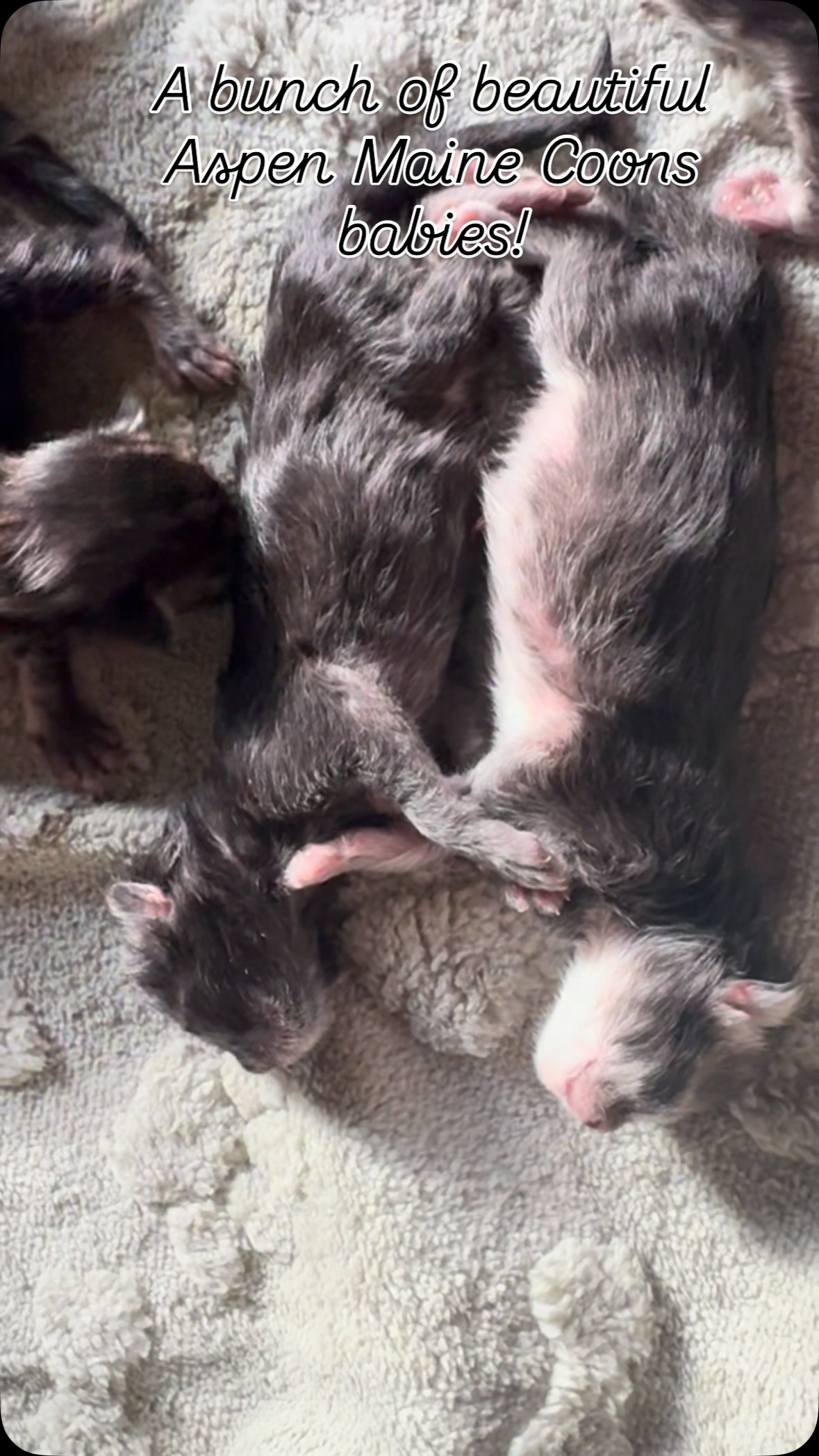 A bunch of beautiful Aspen Maine Coons! #mainecoonsofinstagram #mainecoonlovers #mainecoonlife #aspenmainecoons #mainecooncatlovers