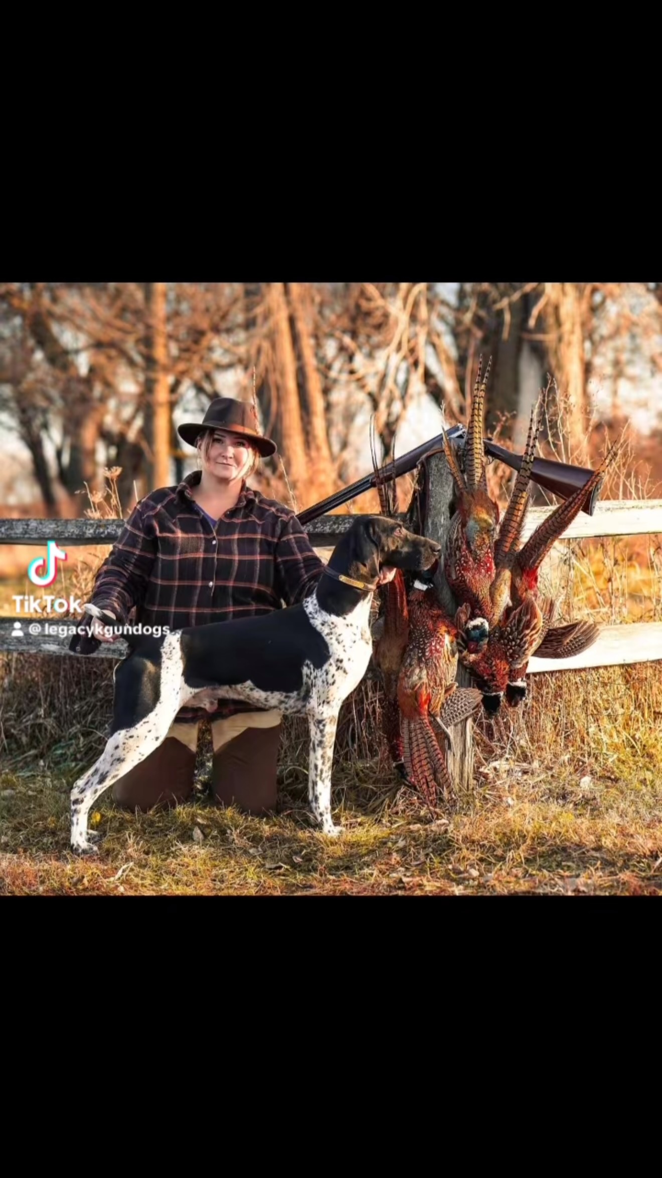 The German Shorthaired Pointer was never meant to be a specialist. He was bred to cover ground, swim strong, point with intensity, retrieve tenderly, track wounded game, and then come home and be a family dog. You can’t build that by accident.
Form and function is everything in a bird dog.
The GSP standard isn’t about what looks pretty in the show ring. It’s a blueprint for a dog that has to work all day in tough cover, on cold days, and still have the grit, brain, and nose to find birds.
In bird dogs, form IS function.
Slightly longer than tall, short-backed but standing over plenty of ground, deep chest to the elbow, well-sprung ribs. That is heart and lung room. Boxy, short-coupled dogs and flat-ribbed dogs run out of air much faster.
Good layback of shoulder and balanced rear is what gives you that effortless, ground-covering gait. Straight shoulders pound. Straight rears bring more prone to injury. Both break down early.
Level topline, strong loin, correctly set croup. That transfers power. Correct feet with thick pads and short, thick nails. A true bird dog lives on his feet.
We have two extremes hurting the breed right now: show dogs that can’t run for hours or find birds, and racy, weedy field dogs with poor structure. Both are incorrect because both lose function.
A pretty dog that can’t hunt is just decoration. A hunting dog with poor form that breaks down at 3 did a disservice to the hunter who loves him.
We don’t preserve the standard for nostalgia. We preserve it because the men who wrote it hunted behind these dogs every day.
- Nancibeth Legacyk Gundogs #legacyk #birddogoftheday #birddog #gspoftheday #gspsofinstagram