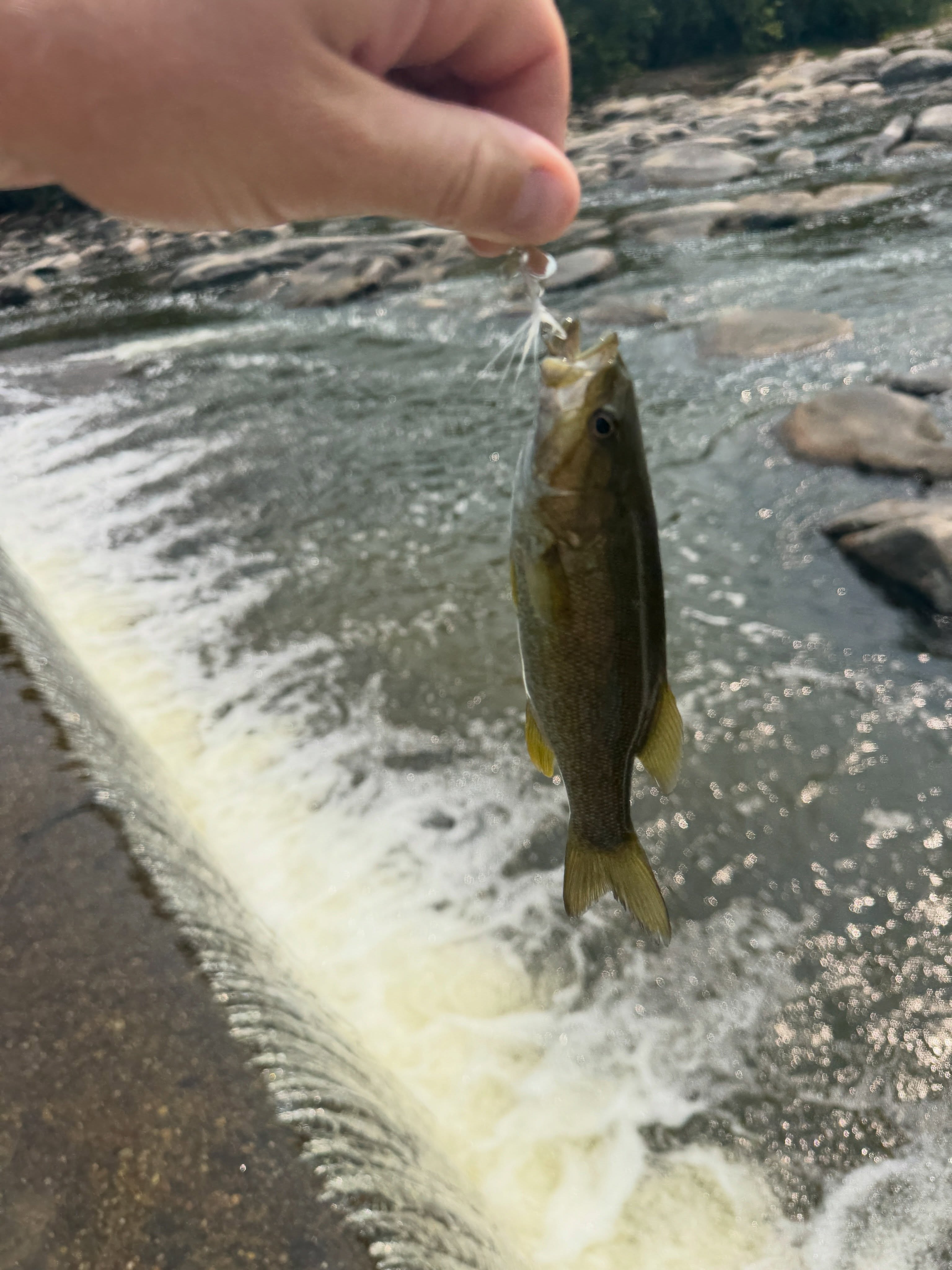 🎣 Short, Sweet, & Hooked!
Beat the heat, find the bite! 🔥👇
Waded the Upper James this afternoon for a quick hour-and-a-half session.
The first 30 minutes were all about testing the waters and playing around with some new soft plastics. But once we switched back to the tried-and-true classics? It was absolutely lights out. 🔨
We dropped the hammer and went on a tear, landing 15 smallmouth and 3 bluegill in our final hour before heading inside to cool off.
Proof that knowing exactly what the fish want (and when to switch it up) makes all the difference!
📅 Want to get in on this action? The summer bite is hot, but our calendar is filling up fast. Slide into our DMs or head to the link in our bio to book your wading or float trip today!
#JamesRiver #SmallmouthBass #VirginiaFishing #FishingCharter #RiverFishing LifeOnTheWater CatchAndRelease BeatTheHeat LocalGuide
