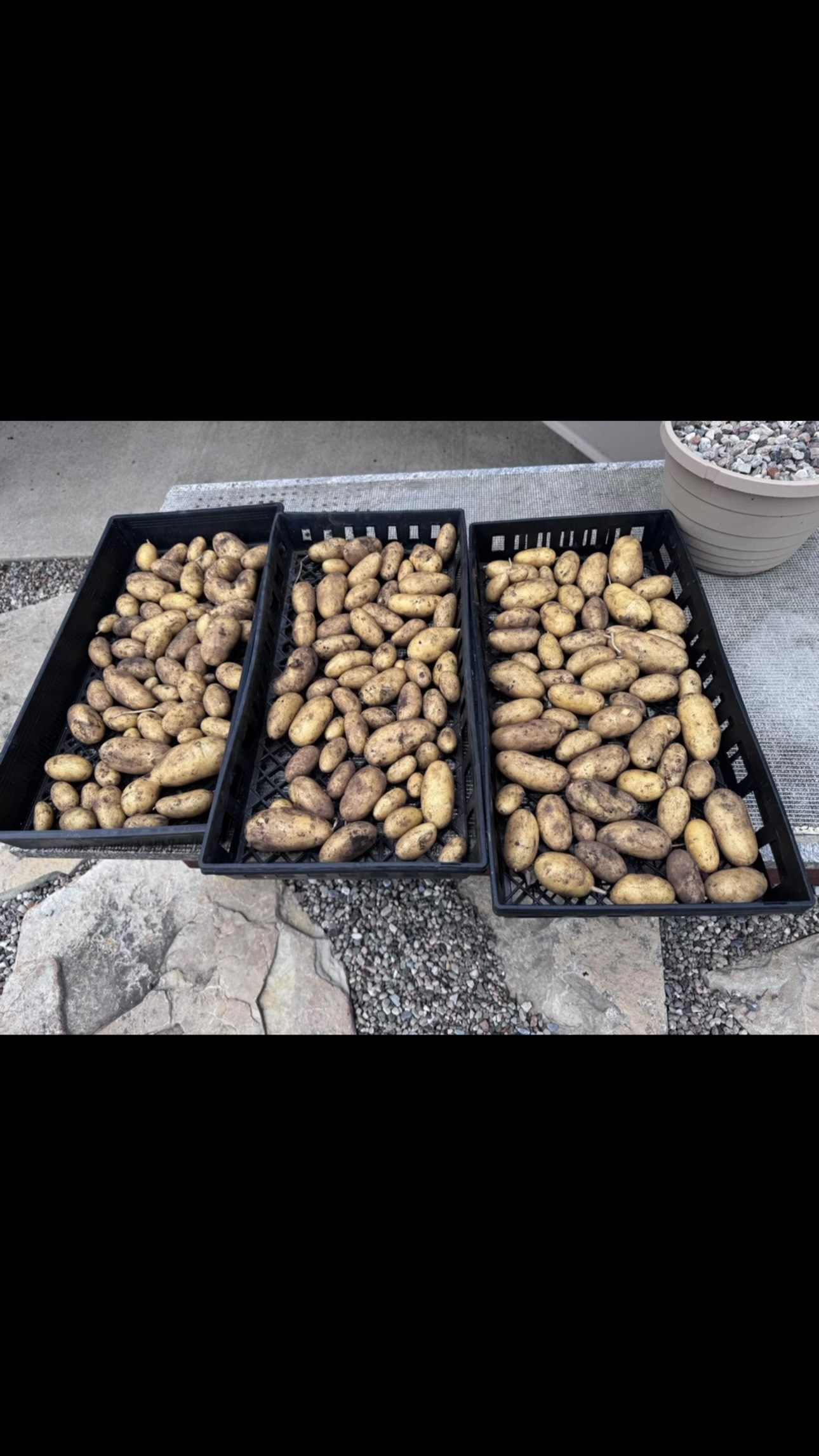 Our first batch of Potatoes 🥔 for the year. French Gourmandine #aleviaskitchen #lifeontheriver #potatoes