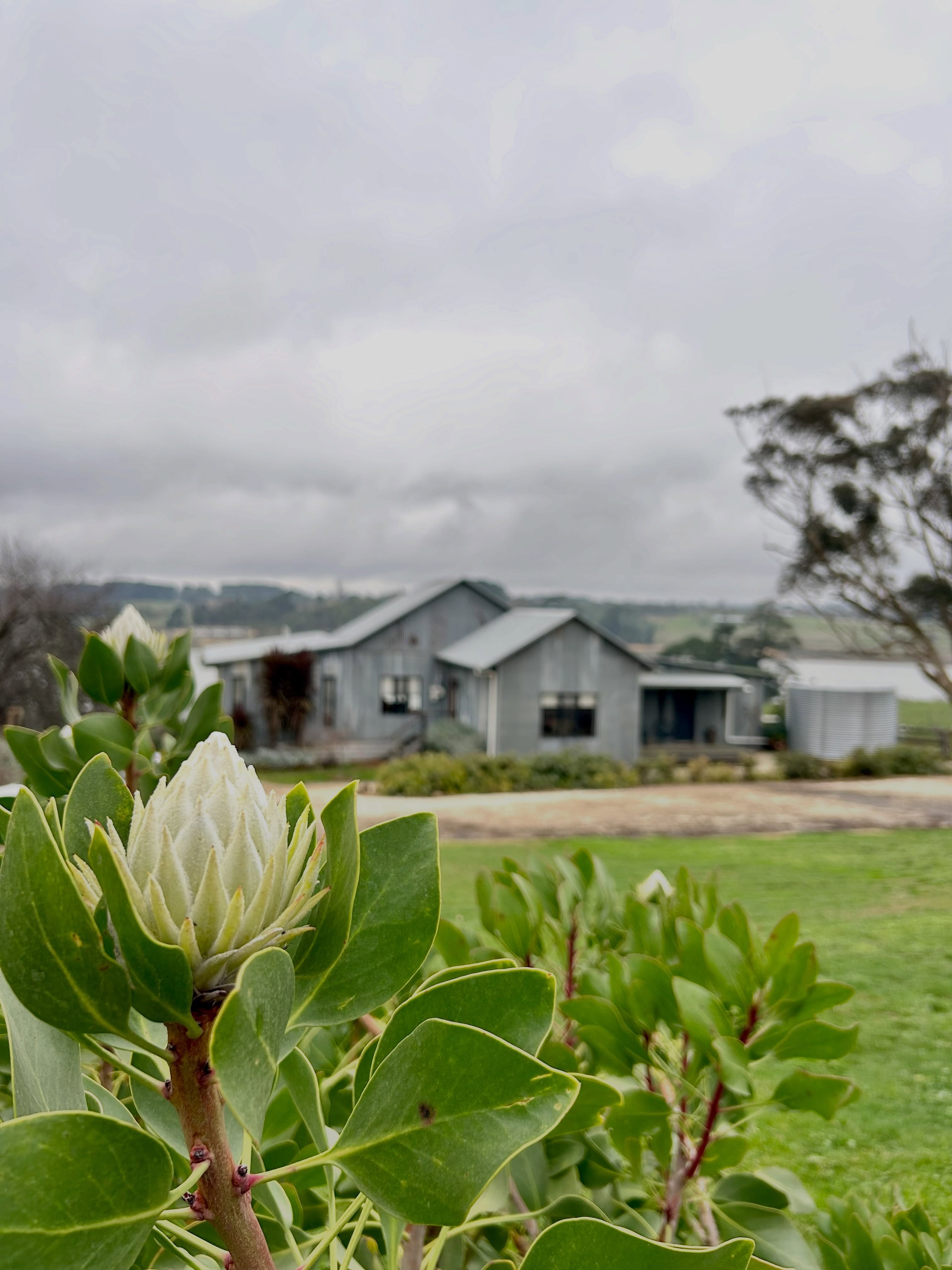 When I was touring Victoria last month, for the launch of my new novel Sunrise at Sunny Cross Farm, I had the pleasure of staying at the most divine little cottage near Malmsbury.
This little slice of gorgeousness belongs to a friend, Liv, who incidentally grew up just down the road from me in SA but our paths only crossed recently through a love of flowers and country living thanks to Jackie at @ruralwomensday
And not only was Liv the most fabulous host, she also invited me to be a special guest at her book club, full of gorgeous ladies who love books, long conversations and a good laugh just as much as me.
Now I can’t promise you honorary membership to this wonderful book club, but I can highly recommend @pemberleyofmalmsbury if you’re looking for boutique accommodation with glorious views, cows meandering past your window and the loveliest styling just a short drive from Melbourne!
Thanks for sharing your cottage, and your book club with me, Liv 🤩 #visitvictoria #boutiqueaccommodation #macedonranges #pemberleyofmalmsbury