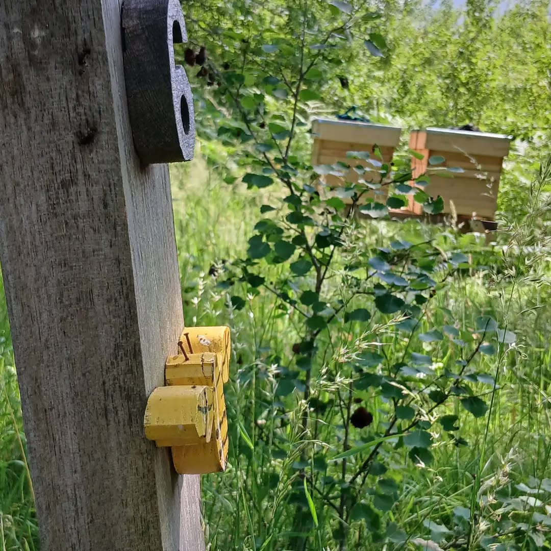 🌿 A new season begins @glenesk_folk_museum 🐝
Every summer, moving my hives to Glenesk Folk Museum feels a little like bringing them back to a familiar home.
This special place was one of the very first to support Brawliemuir Farm, and I'm always grateful for the trust and encouragement they've shown over the years.
The bees are now surrounded by the Scottish hills and, with a bit of luck from the weather, they'll begin collecting nectar from the blooming heather. Heather honey is one of Scotland's most unique honeys, and every jar tells the story of this beautiful landscape.
I also love that here the museum celebrates nature through its trails and educational activities, helping visitors discover also the importance of pollinators and the incredible work they do every day.
Here's to another season together, and hopefully another harvest that truly tastes of Glenesk.
Whether they return with heather honey or simply help pollinate the surrounding landscape, I'm always happy to see them spend part of their season here
🐝💜
#BrawliemuirFarm #ScottishBeekeeping #HeatherHoney #Glenesk #Bees Pollinators Aberdeenshire LocalHoney ScottishCountryside