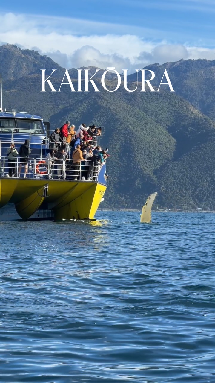 Come see why winter is the best time to visit Kaikōura ❄️
Join us on our Winter Combo, combining a scenic flight with Air Kaikōura and a whale watching boat tour with @whalewatchkaikoura 🙌🏽
The best of Kaikōura, by air and by sea all in one unforgettable adventure.
Book now and experience winter from a whole new perspective ✨