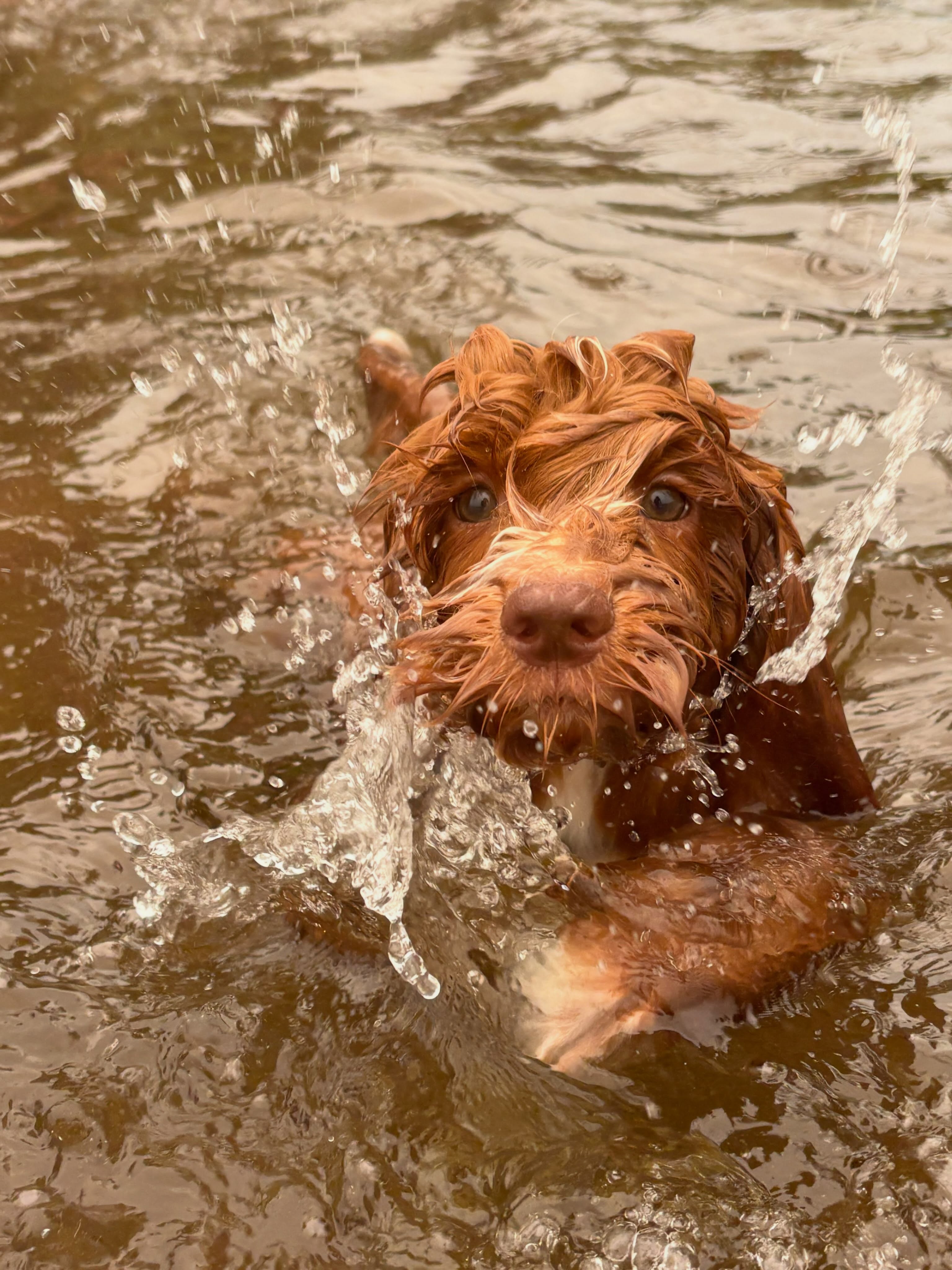 Spanky the water dog Enjoying life @lewismanorlabradoodles