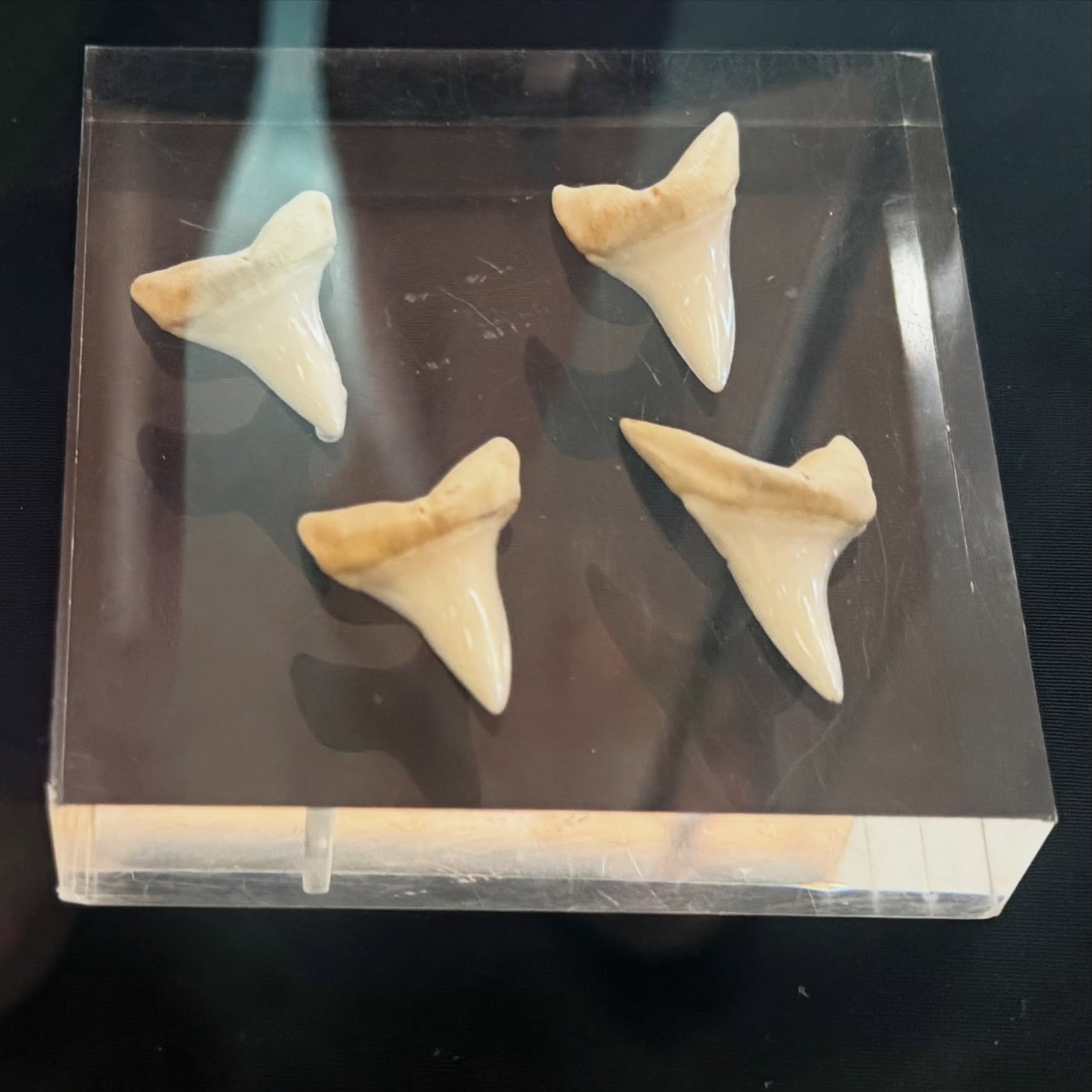 13th July 1972
Adrift in the Pacific Ocean 🌊
Day 29
A team effort today and they caught a Shark. A five foot Mako shark. Using the flying fish that had landed in the dingy that morning, Dougal used it as bait to lure in the shark. 🦈 Quite a feast and it topped up their larder.
These teeth are on display at @nationalmaritimemuseumcornwall
#mako #shark #survival #shipwrecked #fyp