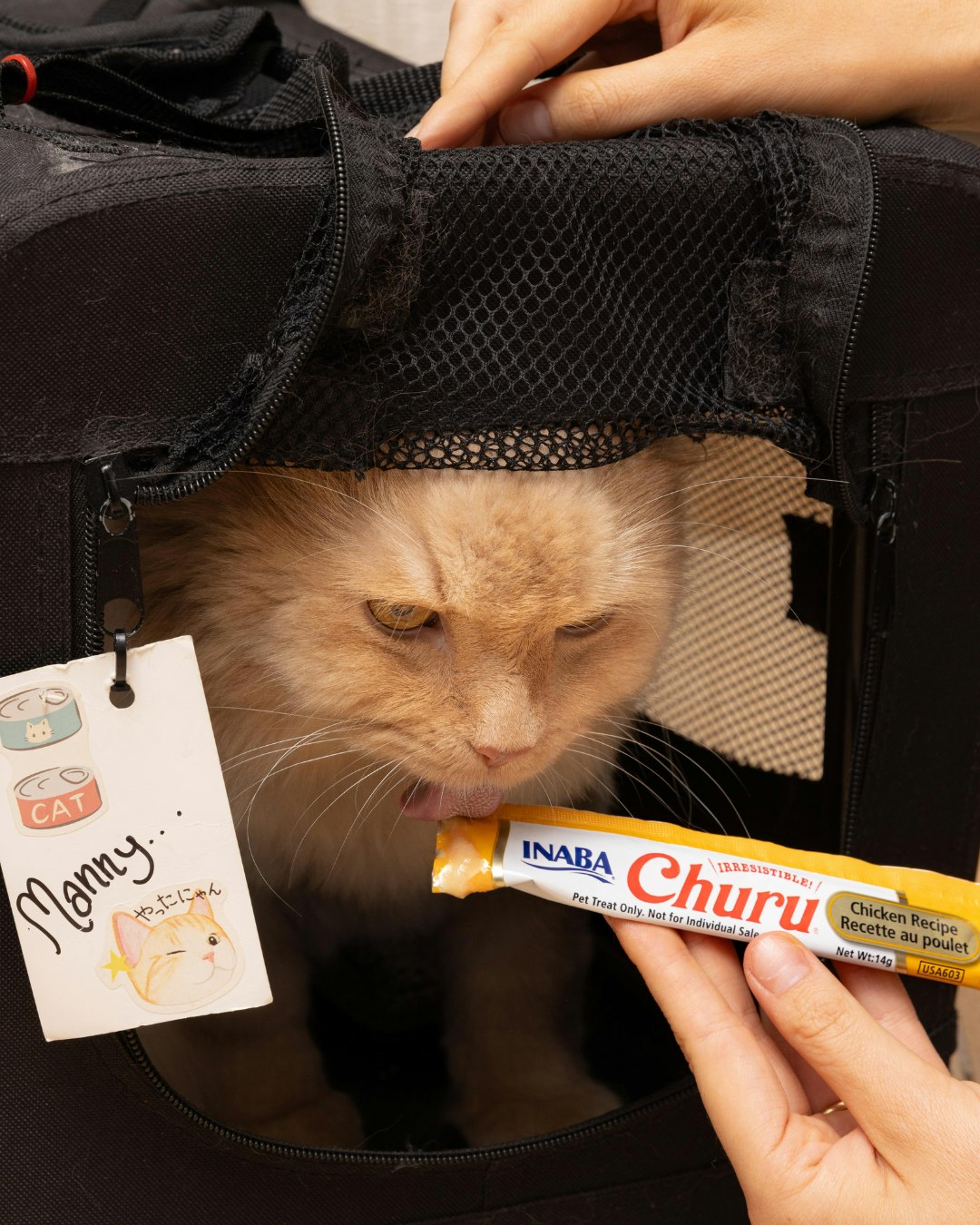 On a scale of 1 to 10, how much does your fur baby hate their carry case? đž
Make road trips and vet appointments easier with Churu Chicken Recipe Puree!
#CatParents #CatTips #ChuruPops