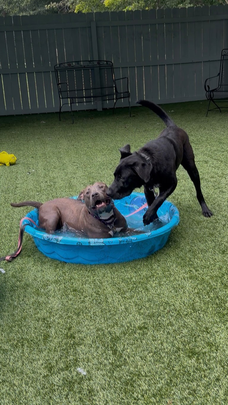 ☀️ Keep Your Dog Cool & Active This Summer!
Summer fun doesn’t have to stop when the temperatures rise—you just need to get a little creative!
Here are a few safe ways to help your dog beat the heat while staying active:
🐾 Walk during cooler hours – Head out early in the morning or after sunset to avoid hot pavement and high temperatures.
🐾Make a splash – Kiddie pools, sprinklers, or dog-friendly lakes are great ways to combine exercise with cooling off.
🐾Exercise their brain – Puzzle toys, snuffle mats, scent games, and short training sessions provide mental enrichment without overheating.
🐾Frozen treats – Pupsicles, frozen dog-safe fruits, broth, or stuffed KONGs make a refreshing activity that keeps your pup busy.
🐾Find the shade – If you’re outside, stick to shaded trails or grassy areas and take frequent breaks.
🐾Indoor play counts too! – Try tug, hide-and-seek, or a quick game of fetch down a hallway when it’s too hot outside.
🐾Always bring fresh water and watch for signs of overheating, such as excessive panting, drooling, weakness, or lethargy. If your dog seems too hot, stop activity immediately and help them cool down gradually.
Dogs don’t always need miles of walking—sometimes a little mental enrichment and a cool place to play are the perfect recipe for a happy summer day!
What are your favorite ways to keep your dog entertained in the summer?
#pooldog #summerdog #dogenrichment #poolparty #fluvannaspca
