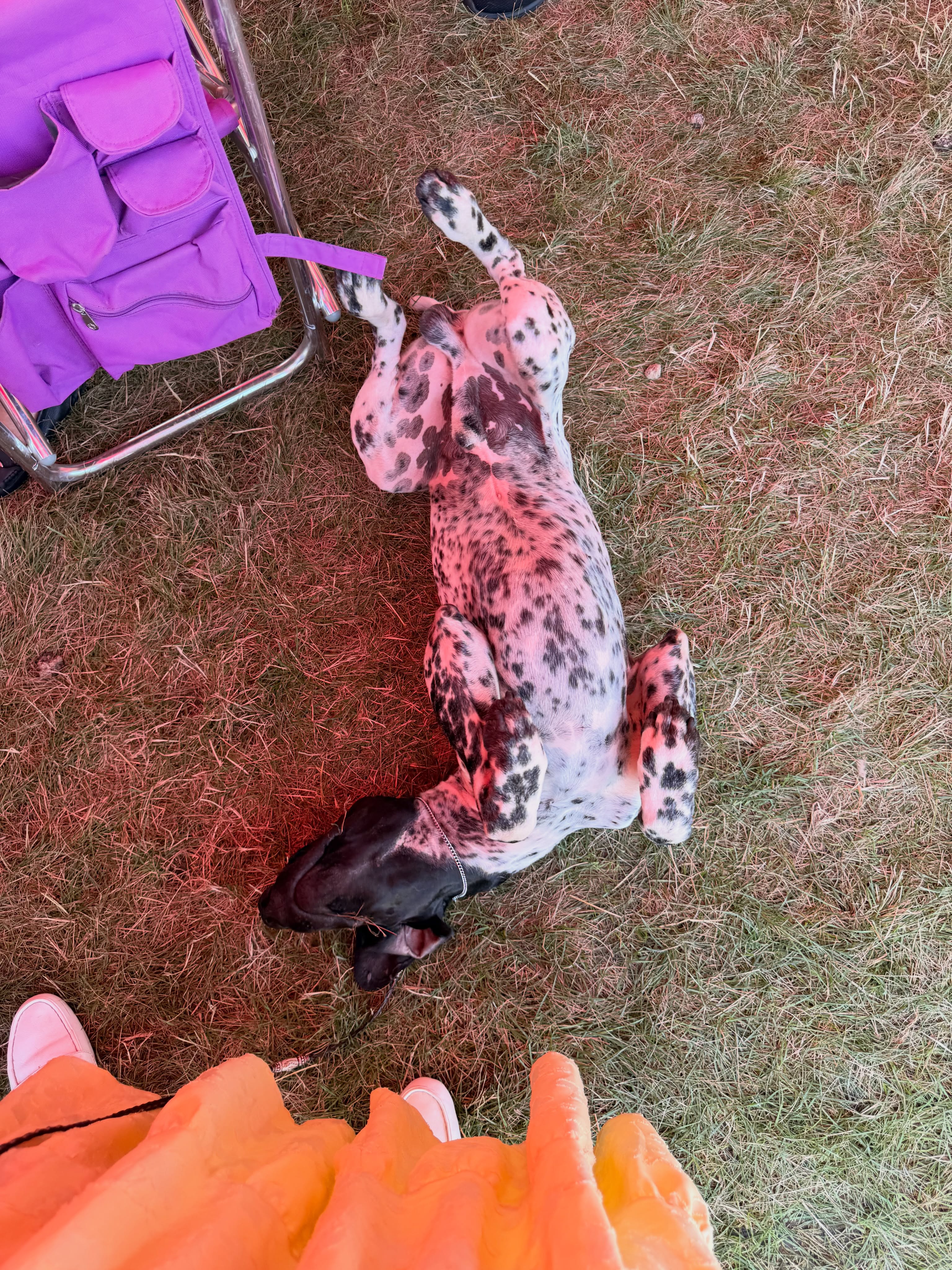 It’s ruff being a show puppy 😜 #legacyk #gsp #gspsofinstagram #gspoftheday #birddogoftheday