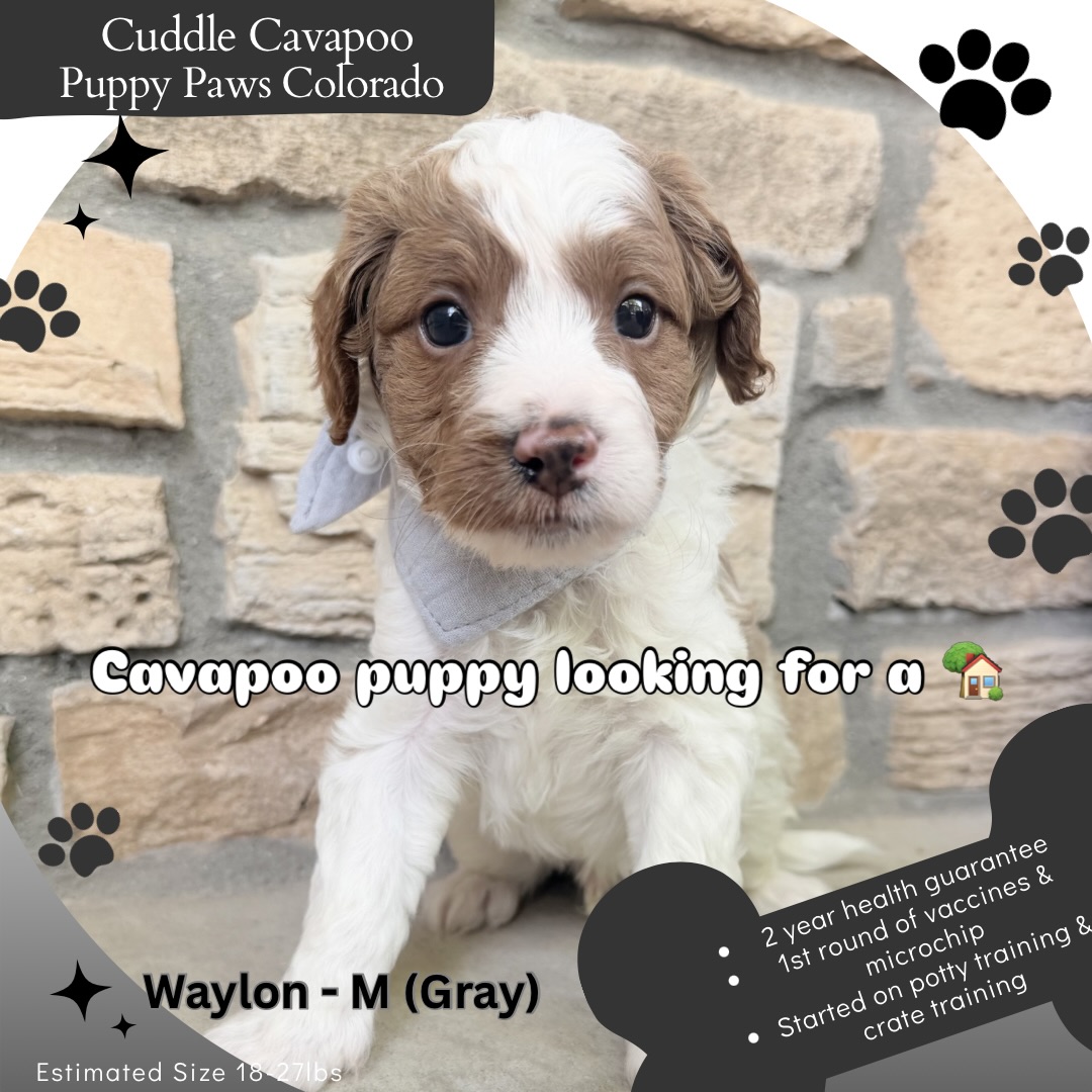 Waylon is looking for his forever 🏡. Let me know if you are interested in meeting him!!! #cavpoo #puppies #doodle #doodlelove