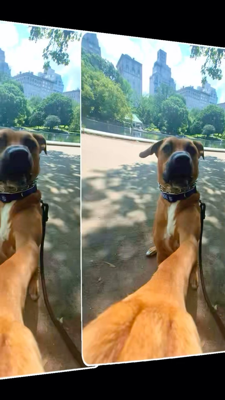 Let’s raise our paws and give a belated Barkday shout out to an amazing pup who join the family last year ending summer ! SCOOBY! 🐾💜
~ June 29 ~
🏆 🎉🐾 Happy Belated Barkday to this handsome Black Mouth Cur, SCOOBY! 🐾🎉
Another year older and just as amazing as ever! Unlike the Scooby from the cartoons, our Scooby is no scaredy-cat! 😂 He’s brave, confident, and always more than ready for his walkies and adventures. Whether he’s exploring the neighborhood or sniffing out his favorite spots, Scooby is always full of personality and excitement. One of the sweetest parts of his journey has been the incredible bond he’s built with his best friend and favorite walker, Luis. ❤️🐶 The trust, love, and excitement he shows every time they’re together is something truly special. While Scooby may not be the biggest fan of every dog he meets, there’s no doubt he has the biggest heart for the humans he loves. His loyalty, goofy moments, and loving personality make him one unforgettable pup.We are beyond grateful to Scooby’s amazing dad for trusting Dogsofallboroughs and giving us the opportunity to be part of his life. Watching him grow, making memories together, and sharing so many adventures has been an absolute joy. Every walk with Scooby brings smiles, laughs, and stories we’ll never forget. Here’s to many more years of exciting adventures, happy tail wags, endless treats, and making even more wonderful memories together. We love you, Scooby! 💙🐾
Happy Belated Barkday, handsome boy! 🥳🎂🐕
#dogsofallboroughs #blackmouthcurs #barkday #nycdogcommunity #dogwalkinglife