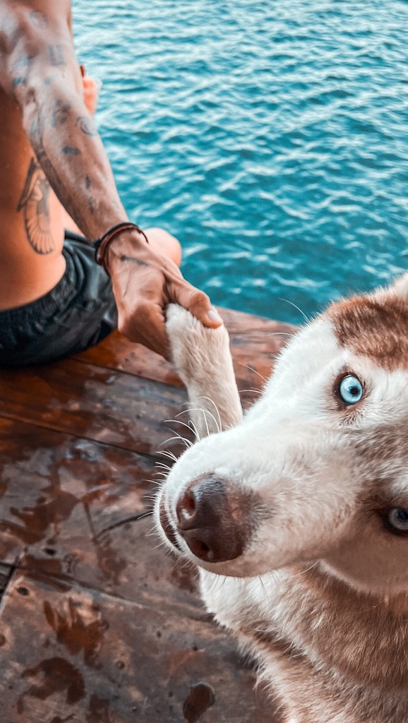 Tem coisas que o dinheiro compra.
Mas algumas das melhores sensações da vida não têm preço.
Viajar com eles. Conhecer lugares novos juntos. Olhar pro lado e ver que quem faz parte da sua família está ali, vivendo tudo com você. ❤️
A Ela e o Tino sempre fizeram parte das nossas aventuras. E é justamente por acreditar que nossos cachorros não precisam ficar para trás que @petviajanteoficial está sempre com a gente.
Porque, para mim, viajar sempre foi sobre compartilhar experiências com quem eu amo.
E se eles são parte da família, também são parte da viagem. 🐾🌎❤️