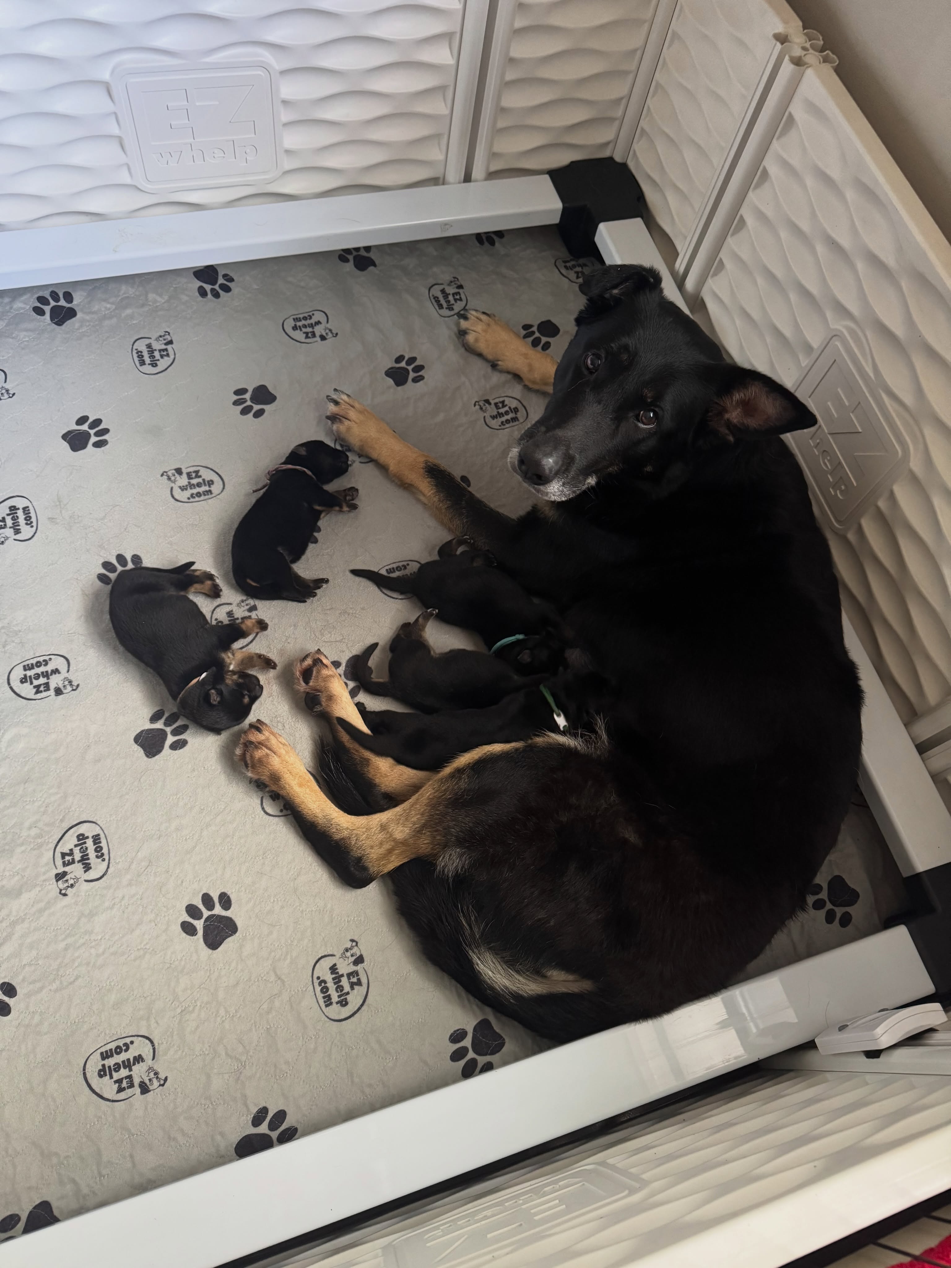 Happy 1st Birthday to the B Litter 🌻
In order:
Prayer
Sköll
Fenrir
Hendrix
Atlas
I hope you guys have a great day full of fun
•
•
#germanshepherd #gsd #workingdog #sportdog #akc
