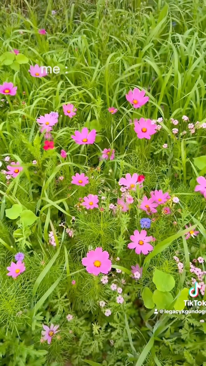 My first year growing wildflowers 💜🌸🌼🌻 #homesweethome #wildflowers