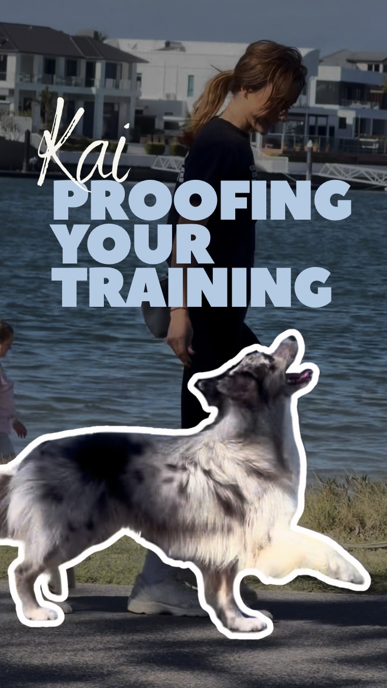 A variable intermittent reinforcement schedule is what actually builds reliability. Your dog doesn’t know which rep pays, so they keep trying.
Same reason slot machines work on people.
Add in real-life rewards too. Food isn’t the only currency.
Loose leash gets them to the sniff. Sit gets the door open. Coming back gets a game or more sniffs.
This is proofing.
Testing a known behaviour without food in your hand, somewhere new, with real distractions.
Our test today was passing a few busy cafes in #burleigh
#dogtrainingtips #goldcoastdogs #dogtrainingjourney