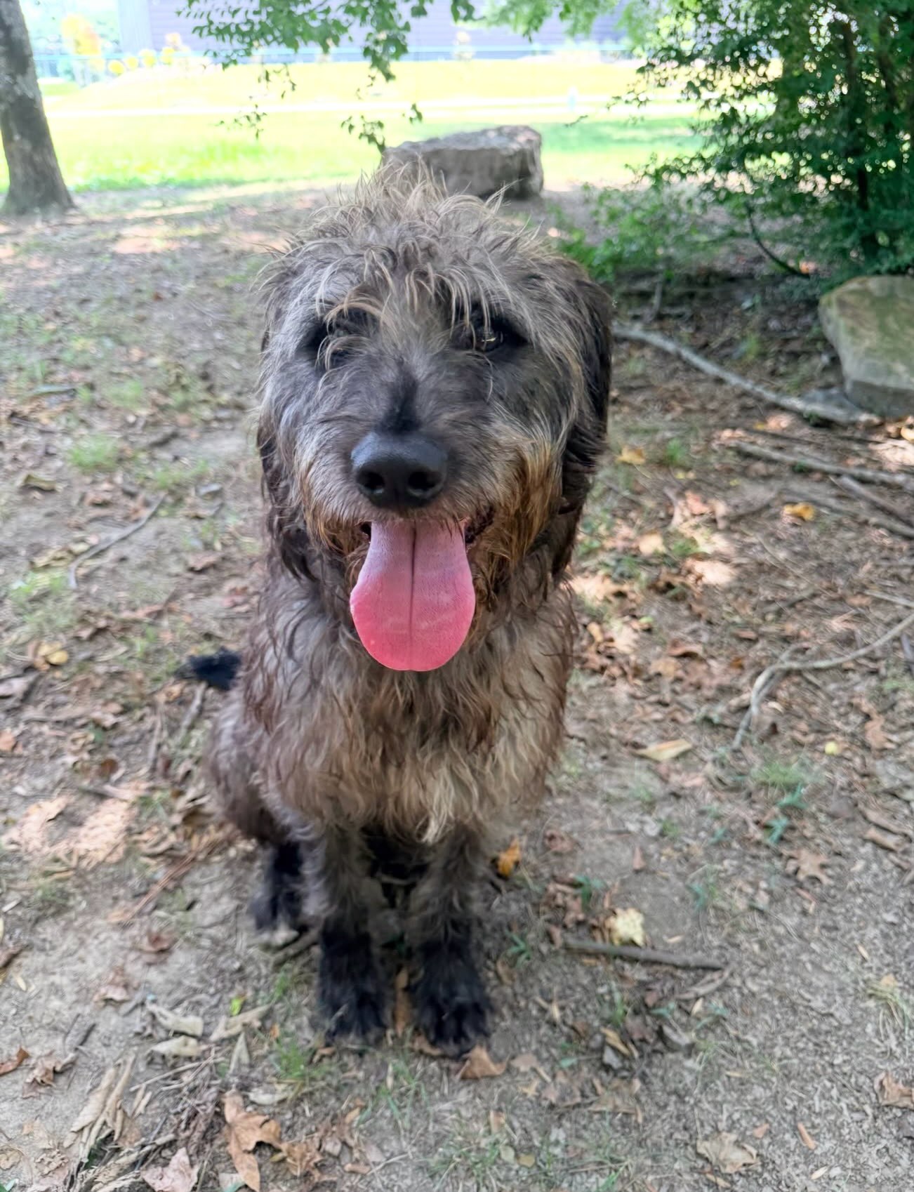 Sir Henry is yet another awesome floof surrendered to Little Rock Animal Village.
He’s housetrained, good with dogs, and good with kids.
Sir Henry is 4 years old and around 47lbs.
He’s listed as a hound mix which he clearly is not. 😂 More likely a doodle?
This sweet guy needs a loving home and a good grooming.
Sir Henry is already neutered and will be microchipped, vaccinated, and heartworm tested for just a $90 adoption fee! He’s available to go home TODAY!
Meet him at 4500 Kramer Street, Tuesday-Saturday, 10:30-5.
