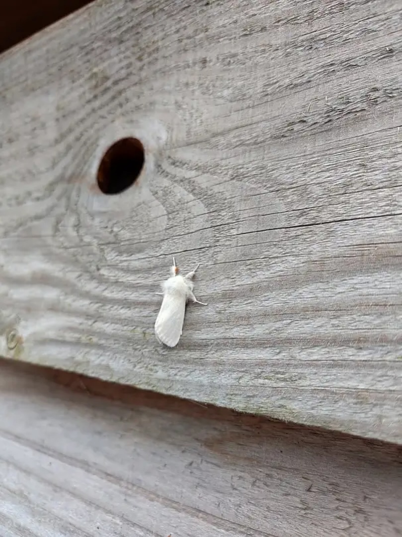 🦋 Calling all nature lovers… 🌿
One of our lovely visitors spotted this incredibly fluffy little moth over the weekend and shared this photo with us 🤍
We’d love your help identifying it…
Does anyone know what species it is? We’d love to hear from any moth or wildlife enthusiasts in the comments! 👇
We absolutely love seeing the wildlife that calls Hayfield Hideaways home, it’s just another reason every visit is a little bit different 🌼 🏕️