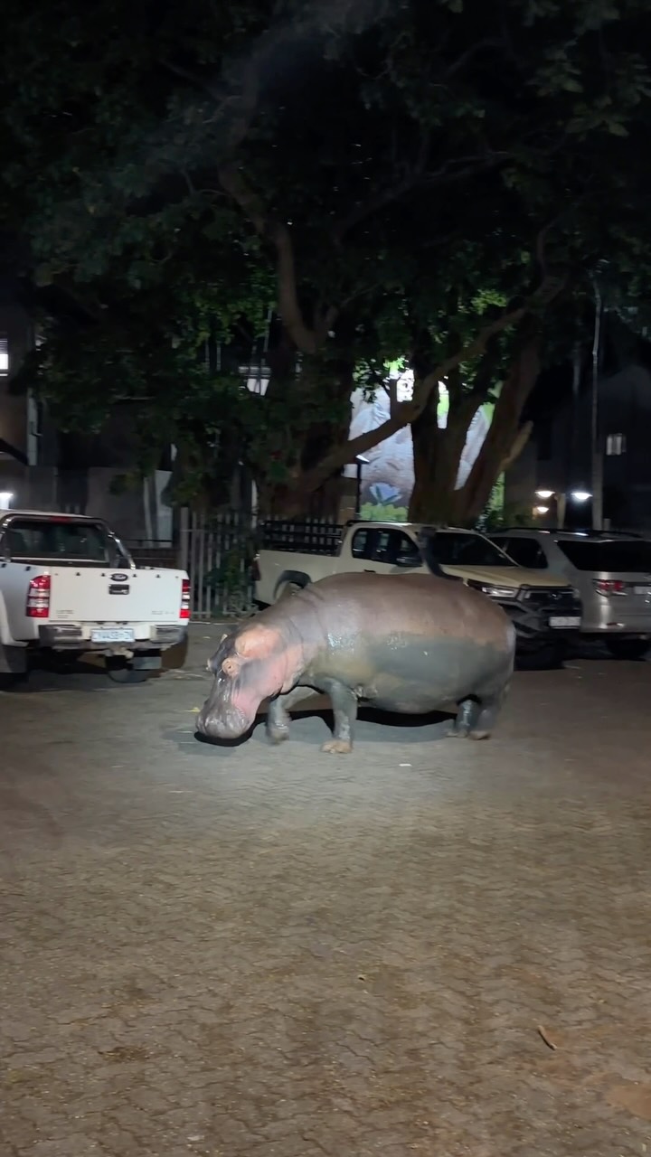 En dan loopt er ineens een nijlpaard door de straat.
Welkom in St Lucia. 🦛
Zodra de zon ondergaat, verlaten nijlpaarden het water om te grazen. Daarom is het advies om ’s avonds niet meer te voet door het dorp te lopen.
Zuid-Afrika blijft ons iedere keer weer verrassen. ❤️🇿🇦
#zuidafrika #stlucia #safari #wildlife #southafrica
