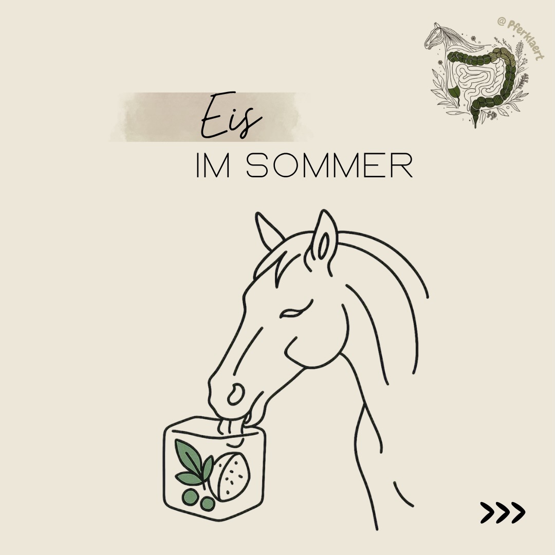 Gefrorene Früchte, Kräutereis oder eingefrorene Säfte für Pferde sind im Sommer immer beliebter. Aber hilft das deinem Pferd wirklich gegen die Hitze?
Die Antwort lautet: Nein.
Pferdeeis kann eine schöne Beschäftigung und kleine Erfrischung sein – eine wirksame Maßnahme bei Hitze ist es jedoch nicht.
🔬 Warum?
Studien zur Thermoregulation zeigen eindeutig, dass die effektivste Methode, die Körperkerntemperatur eines überhitzten Pferdes zu senken, die äußere Kühlung mit viel fließendem Wasser ist.
👉 Ein Pferdeeis ersetzt deshalb keine Kühlung mit Wasser, wenn dein Pferd wirklich überhitzt ist.
Das Ziel ist Abwechslung und Beschäftigung – nicht die medizinische Kühlung.
Was eignet sich zum Einfrieren?
💧 Wasser mit:
🌿 Kräutern (z. B. Pfefferminze oder Zitronenmelisse)
🌸 essbaren Blüten
🥕 Möhrenstücken
🍉 kleinen Mengen geeigneter Obst- oder Gemüsestücke
🫖 ungesüßte Kräutertees
🚫 Was würde ich vermeiden?
❌ große Mengen Obst
❌ Fruchtsäfte als Grundlage
❌ Süßigkeiten oder Sirupe
❌ unbekannte Pflanzen
Denn auch ein Eis bleibt letztlich Teil der Futterration.
🧊 Ist Eis zu kalt für Pferde?
Für die äußere Anwendung gibt die Wissenschaft Entwarnung:
Selbst Eiswasser (ca. 6–10 °C) verursacht bei einem überhitzten Pferd weder einen Schock noch einen Kreuzverschlag.
Für den Verzehr von Eis gibt es bislang allerdings kaum wissenschaftliche Untersuchungen. Deshalb gilt: In kleinen Mengen als Beschäftigung spricht bei gesunden Pferden wahrscheinlich wenig dagegen – belastbare Daten dazu liegen jedoch nicht vor.
⚠️ Worauf solltest du trotzdem achten?
Auch wenn es bislang keine belastbaren Hinweise gibt, dass kleine Mengen gefrorener Futtermittel bei gesunden Pferden Koliken oder Magenprobleme verursachen, gilt:
👉 Biete nur kleine Mengen an und vermeide große Eisblöcke
👉 Verwende nur Futtermittel, die dein Pferd bereits kennt. Eine plötzliche Futterumstellung – unabhängig von der Temperatur – kann das Verdauungssystem belasten
👉 Friere Obst oder Gemüse lieber in besonders großen Stücken ein, damit dein Pferd sie langsam aufnehmen und kauen kann und sich nicht an großen Brocken verschluckt
⬇️ in den Kommentaren geht es weiter ⬇️