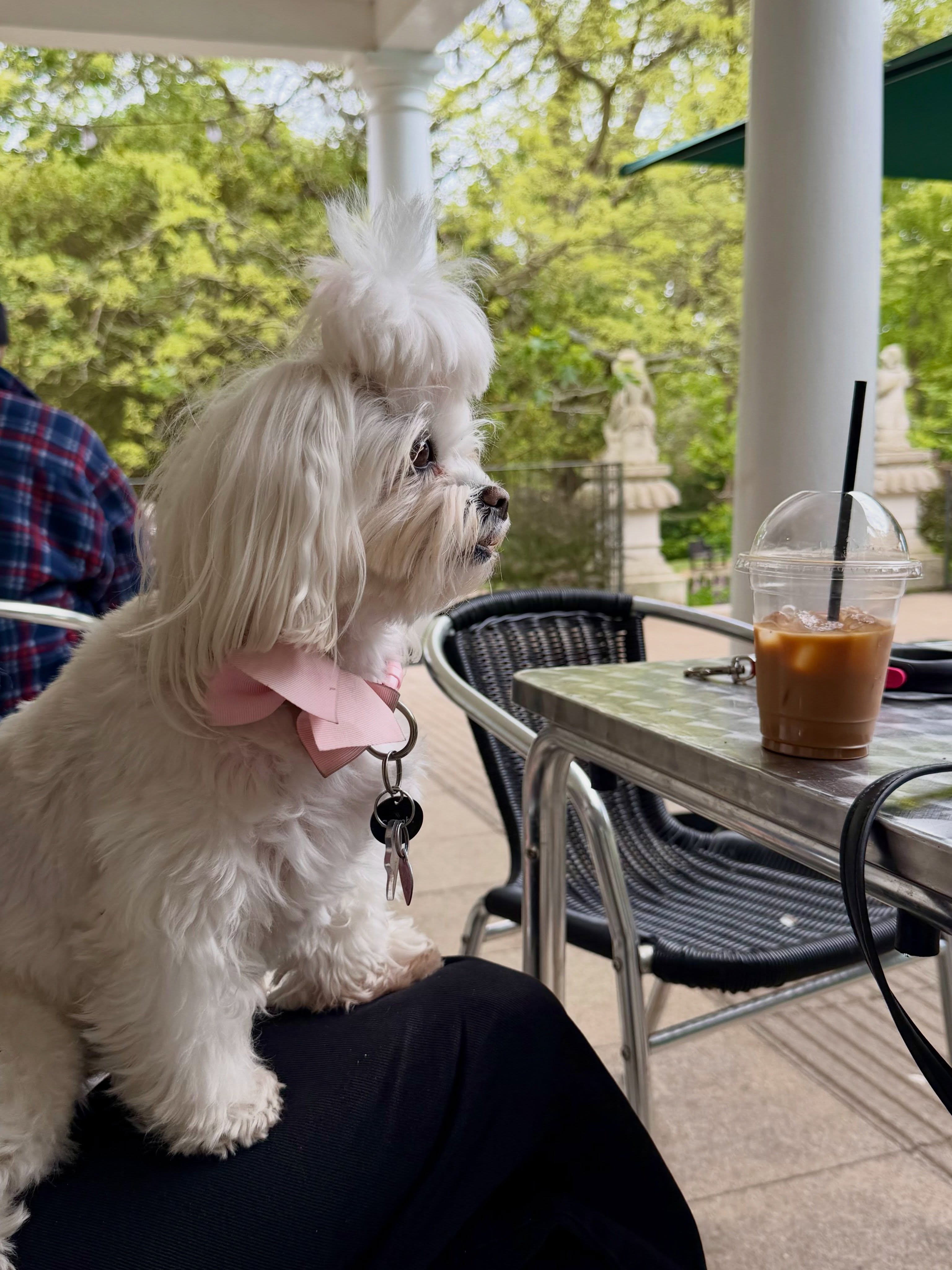 The best cafe dates have four legs 🐶💗
Our cafes are proudly dog friendly, so whether you’re out exploring the gardens or popping in for an iced coffee, your furry friend is just as welcome as you are.
And yes…there are delicious treats for them too from @jolovethedog 🦴☕️
#dogfriendlycafe #northlondon #dogsoflondon