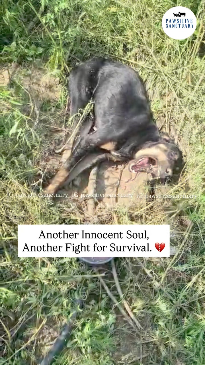 Meet German. 💔🐾
Yesterday, we received a heartbreaking video on our helpline of a dog lying inside the **GNDU campus** after being hit in an accident. He was crying out in pain, helpless and unable to move.
The moment we saw the video, we knew he needed urgent medical attention. Without wasting any time, our rescue team rushed to the location and brought him safely to our shelter.
The pain German has endured has left him frightened and extremely defensive. He has become very aggressive—not because he wants to hurt anyone, but because he is terrified and in unbearable pain. Whatever happened to him has left him deeply traumatized, and he is still struggling to trust people.
We named him German because he is a beautiful mixed Indie dog.
Every single day, countless innocent animals are hit, abandoned, or left to suffer on the streets. Some never get the chance to be rescued, while others, like German, are fortunate enough to reach us. This is why our mission to help these voiceless souls continues every day.
German still needs X-rays to determine the extent of his injuries, but we are waiting for his condition to become a little more stable before proceeding with further diagnostics.
Right now, German needs your prayers, your love, and your support more than ever.
No rescue organization can continue saving lives without the kindness of people like you. Please come forward and support German’s treatment. Every donation, every share, and every prayer brings him one step closer to healing and a life free from pain.
Together, we can give German the second chance he deserves. ❤️🐾
💙 PayPal: @pawsitivesanctuary
💙 American and Global Donors: pawsitivesanctuary.networkforgood.com
💙 Canadian Donors: pawsitivesanctuary.com/donate
💙 E-transfer: infopawsitivesanctuary@gmail.com
Here are 5 strong, relevant hashtags for German’s rescue and treatment appeal:
#RescueDog 🐾#SaveStreetDogs ❤️
#AnimalRescue 🚑#DonateToRescue 🙏
#AdoptDontShop 🐶