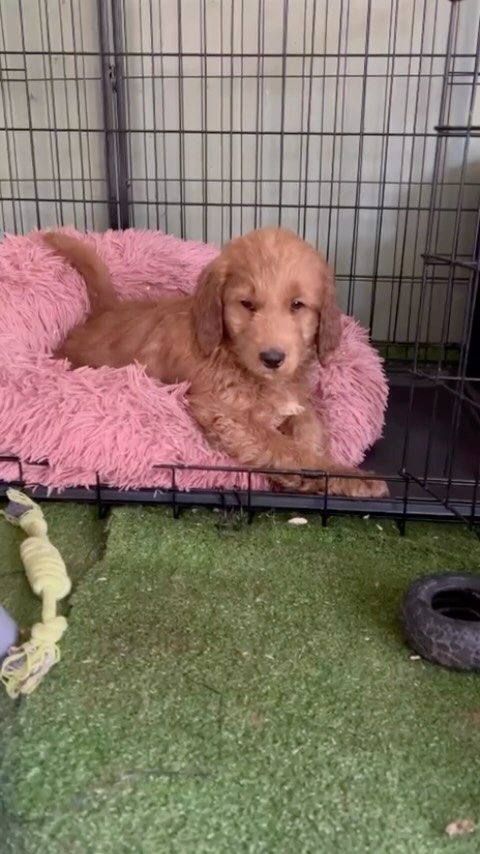 He’s not flying just yet, but this pup is slowly getting ready for his future journey to Hong Kong ✨🐾.
We take our time with international travel crate training, comfort checks, hydration routines, and gentle preparation to make sure every pup travels happy and stress‑free.
#puppiesdownunder #pettransport #puppycare #ethicalbreeding #australiandogs