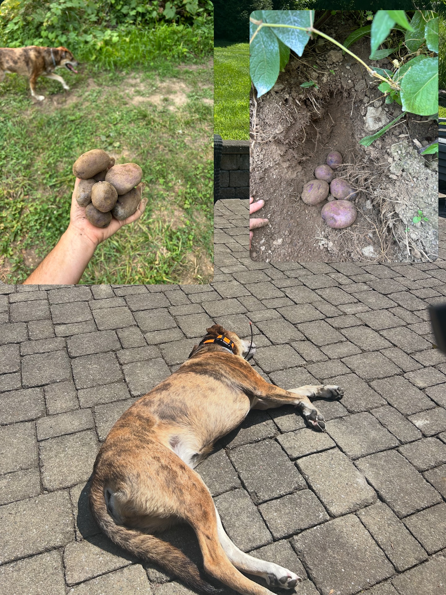 We’re growing a few different types of potatoes on the farm, and they’re almost ready! This season the varieties include Adirondack Blue, Caribou Russet, Yukon Gold, and Baked Amelia pup-tatoes