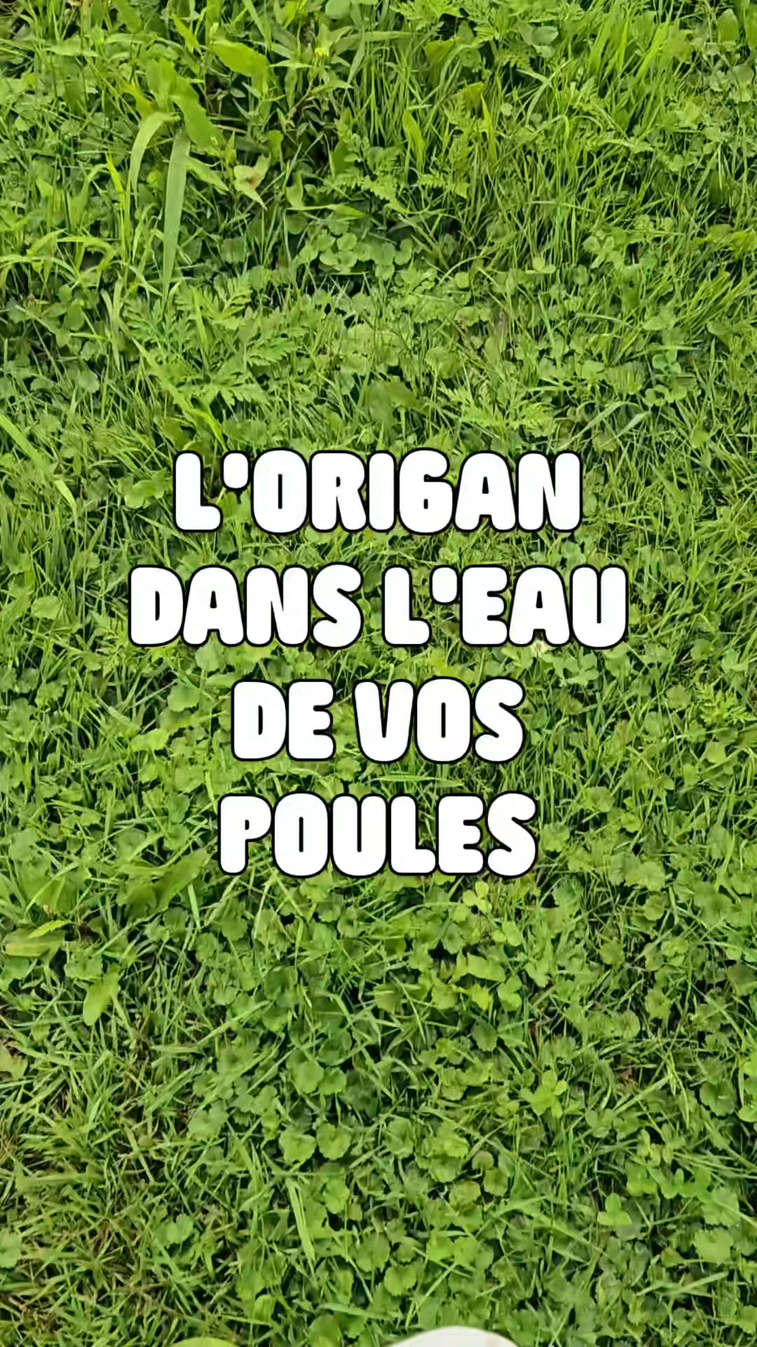 🌿 Le savais-tu?🐔
Il nous arrive d'ajouter de l'origan dans l'eau de nos poules!
Pourquoi? 🤔
Parce que l'origan est reconnu pour ses propriétés naturelles qui peuvent :
🐓 Favoriser une bonne santé digestive
💚 Soutenir le système immunitaire
🦠 Aider à maintenir un bon équilibre de la flore intestinale
Bien sûr, ce n'est pas un médicament ni une solution miracle. C'est simplement une petite habitude que nous avons adoptée pour contribuer au bien-être de nos dinosaures haha
🌱🐔🦖