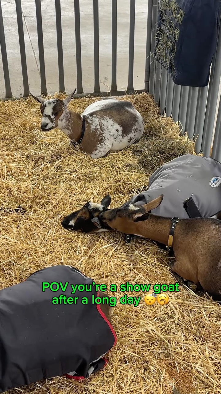 What it’s like being a show goat… 😴
#funny #babygoat #nigeriandwarfgoats #homestead #4h