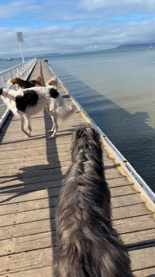 A little meander down our favourite jetty.
Cameron’s Bight Jetty.
Everyone was nice and chilled this arvo.
The sun came out to greet us and it was a pretty spectacular afternoon.
#dogwalkerlife
#beachdogsofinstagram #dogsofmorningtonpeninsula #packwalks #gotyadog