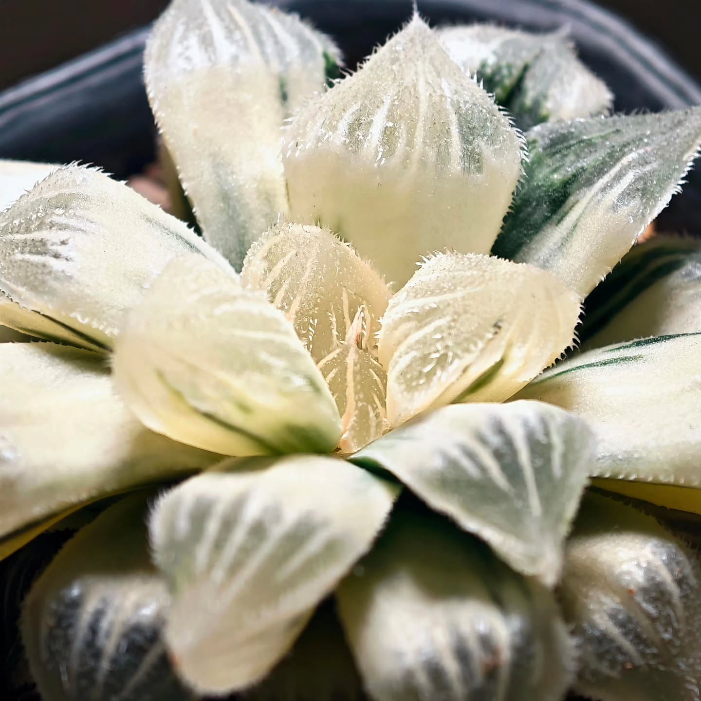 Haworthia Pygmaea 'Cotton Candy' Reverse Variegated
A unique reverse variegated Haworthia with the looks of soft cotton candy, and creamy white color leaves wrapped around translucent windows.
#haworthiacollection #ハオルチア #haworthiacottoncandy #succulents #haworthiapygmaea