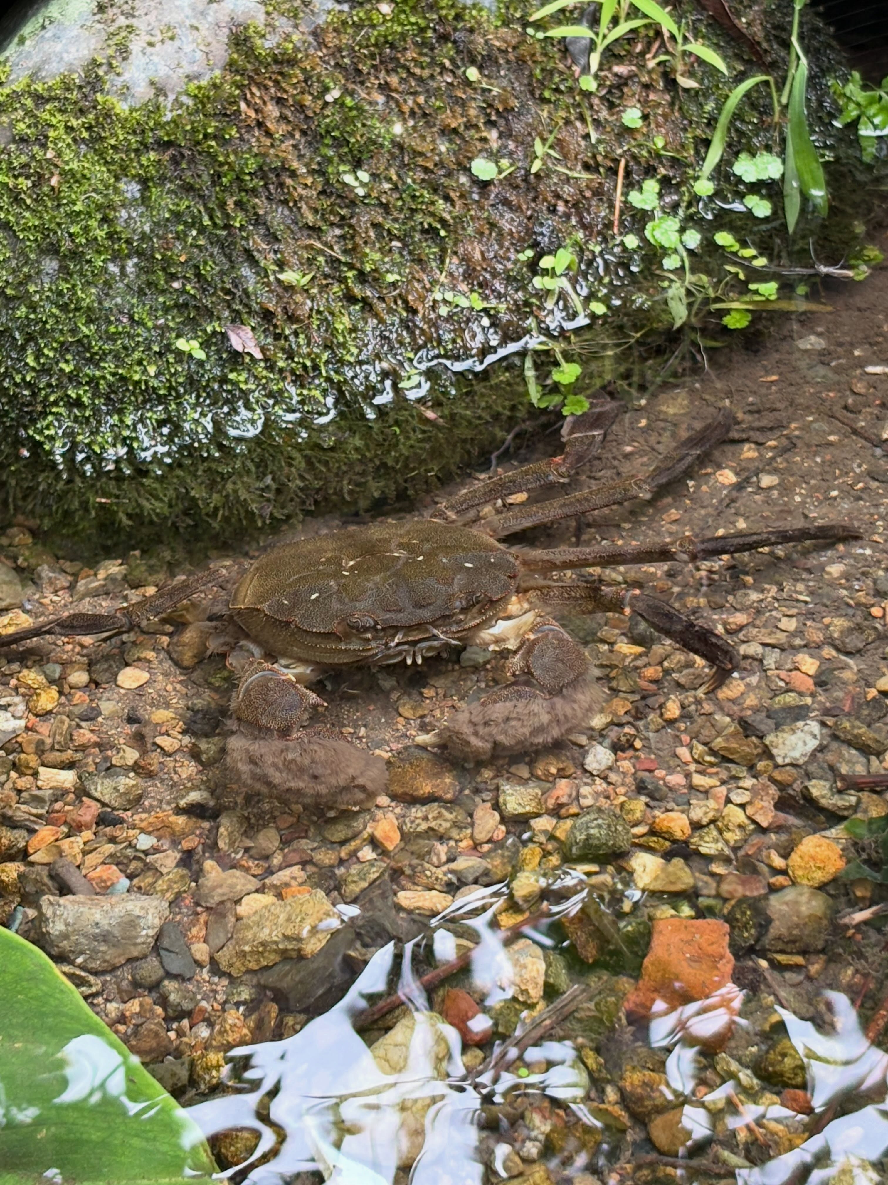 先日の大雨のせいか、畑の中にある湧水にデカいのが来ました。サワガニぐらいしか見ないところなのでビックリ。(K.M)
#モズクガニ
#eriocheirjaponica
#japanesemittencrab
#動物学科
#岡山理科大学
動物学
動物が好き
動物好きな人と繋がりたい
okayamauniversityofscience
departmentofzoology