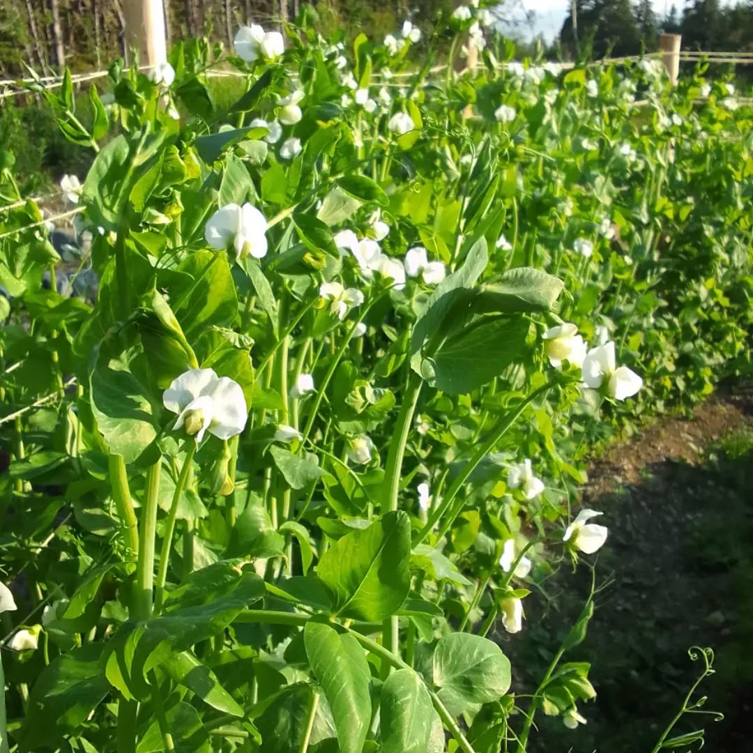 Peas, Sweet William. 💚🩷🙏