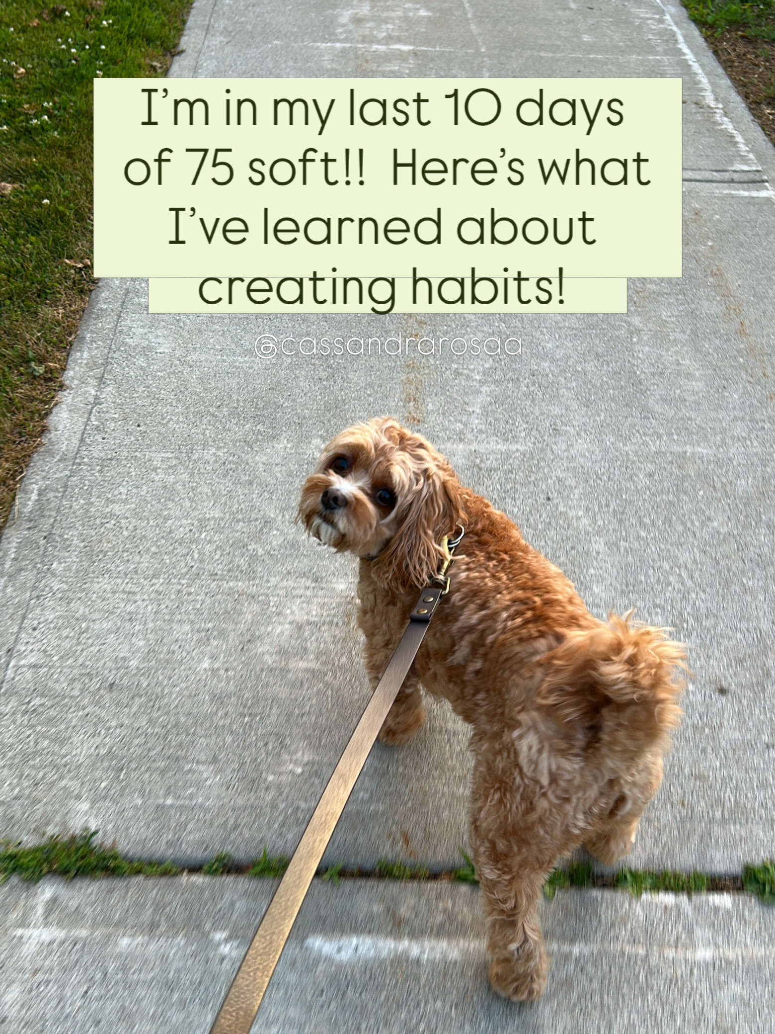 1) Creating habits can feel difficult in the beginning but the more you practice them, the easier it becomes. 3L of water was a challenge at the beginning now it feels like second nature.
2) Not everyone has the same about of disciple as you do. That’s where the personal determination and my best accountability partner have shown up! This guy right here has been asking to go out for walks and keep me moving! Thanks @leothecavapoo
3)) You don’t need to wait for Monday to restart if you feel off track. Any moment you can hit the restart button. ▶️
4)) As I said in an earlier post about the challenge, progress over perfection. It keeps the momentum going instead of throwing in the towel for not hitting everything perfectly.
5) Your body will tell you what it likes you just need to listen. I’ve realized my body thrives without grains. The more I’ve honoured it, the better I’ve felt. Your body is a temple and when nourished it helps you create any habit you want to create!
I can believe I’m almost at 75 days!
Cheer my on for the home stretch 🙏🏼