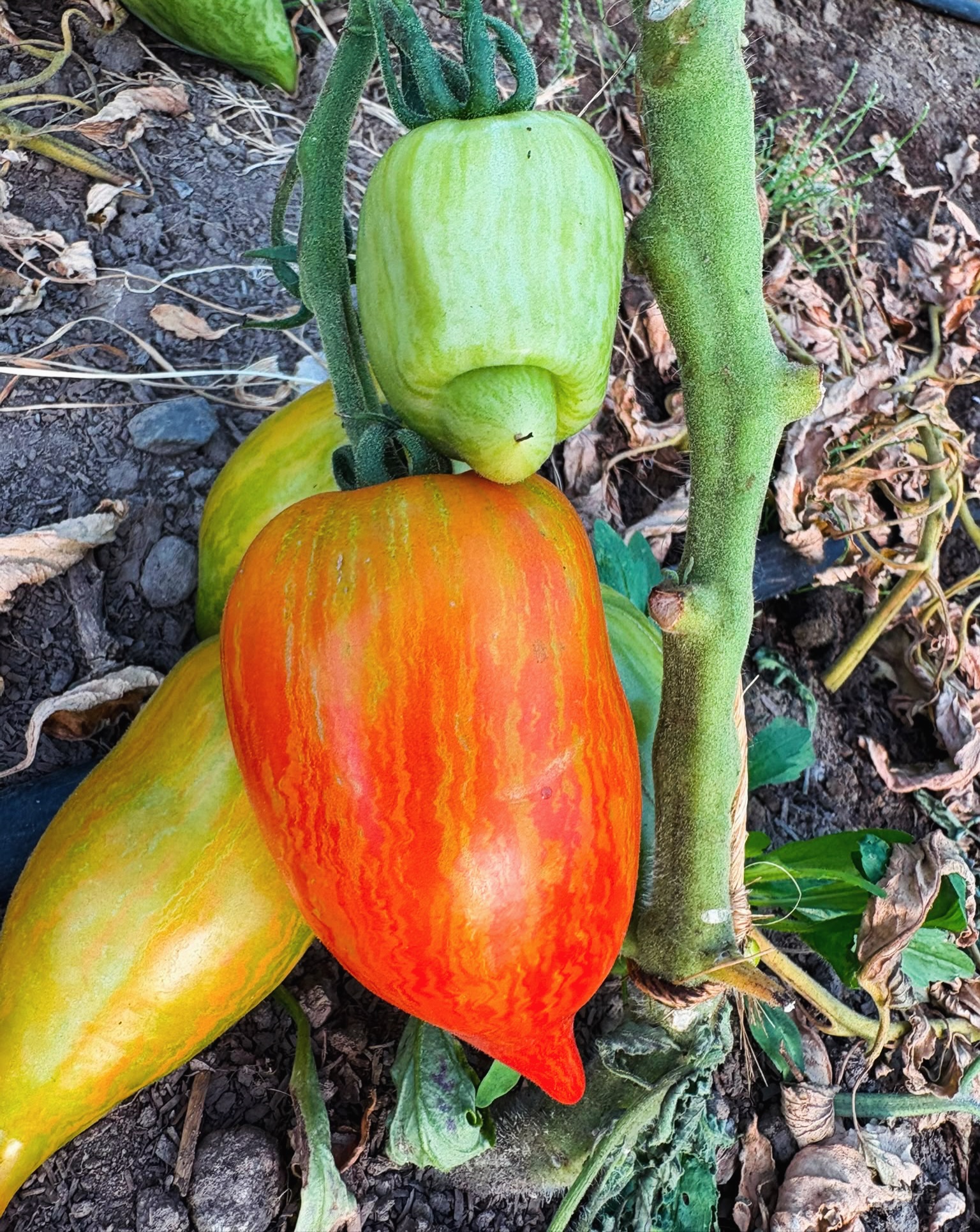 Tomaten, Gurke, Paprika, Fenchel - heute frisch geerntet und nachher im Hofladen zu kaufen!