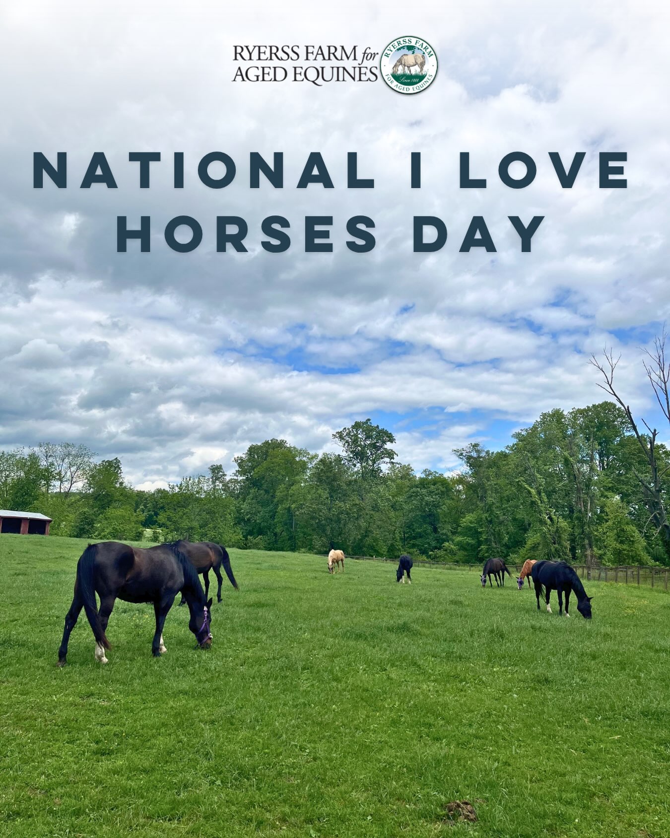Happy National I Love Horses Day! 🐴💚 Today, we’re celebrating the incredible bond between people and horses and the lifelong care every horse deserves. Read our latest blog to learn how Ryerss Farm honors retired and rescued horses, what makes our care unique, and how you can help make a difference. Link in bio!