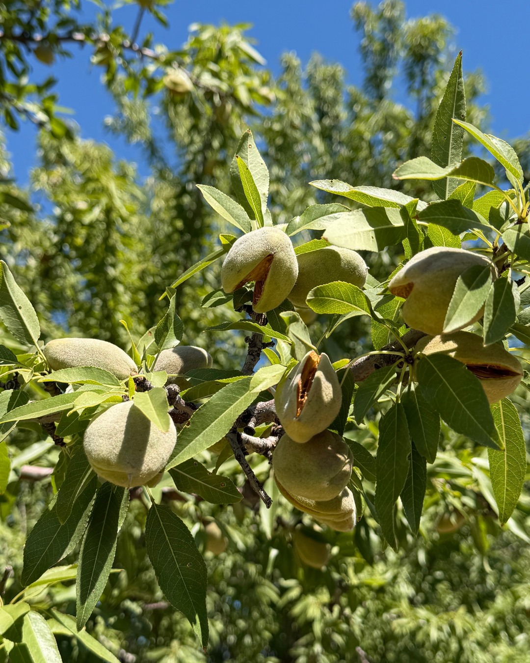 Some days remind us exactly why we love what we do.
This was one of them. 🌳
#VannBrothers #BehindTheScenes #AgricultureMarketing #CaliforniaAlmonds #ContentCreation #UncommonMarketing